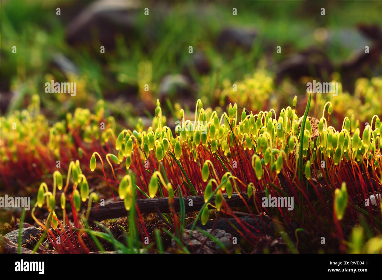 First sprouts of Spring, nature awakening. Bright spring nature photography Stock Photo