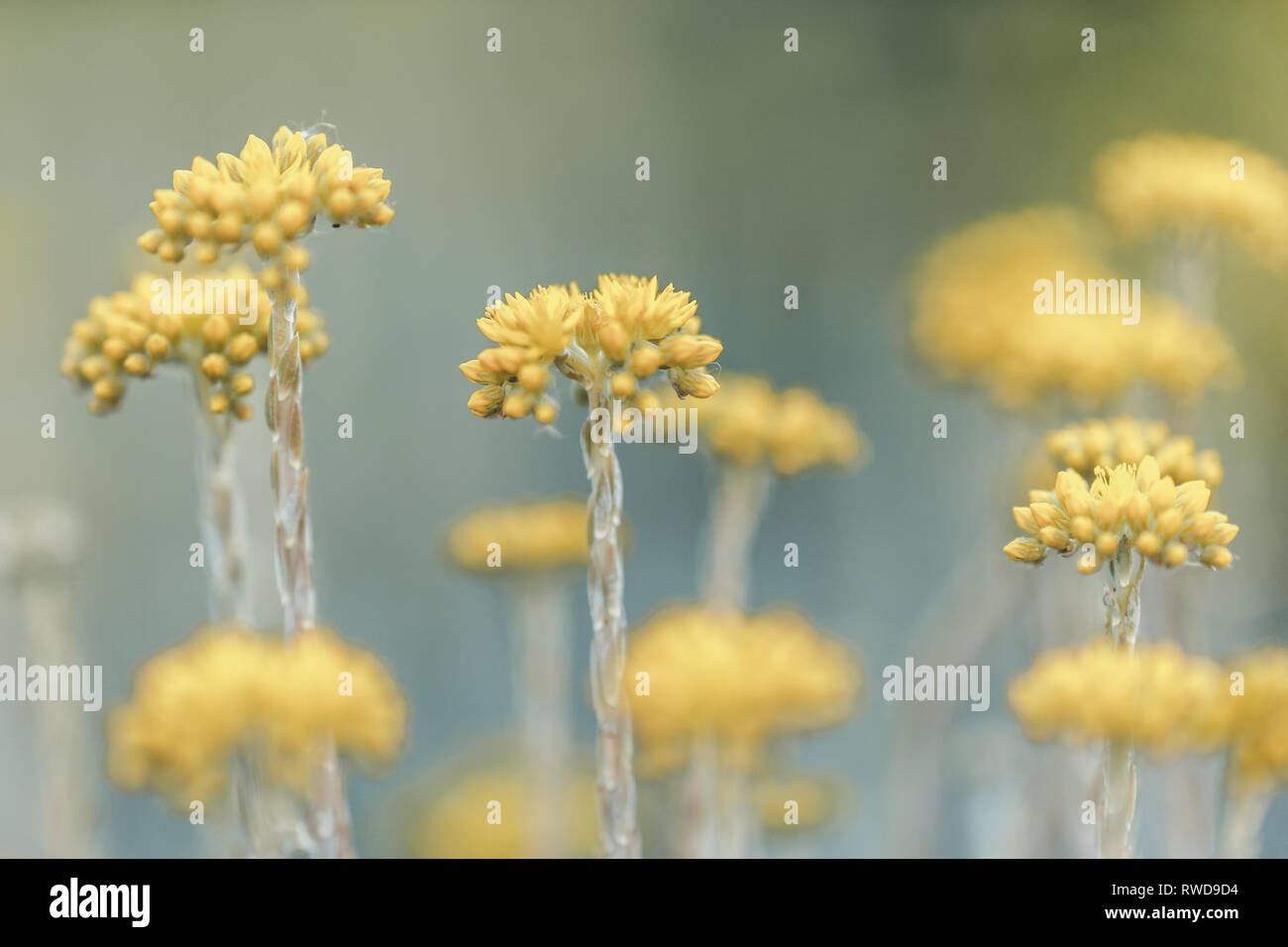 yellow flowers growing in a field closeup Stock Photo - Alamy