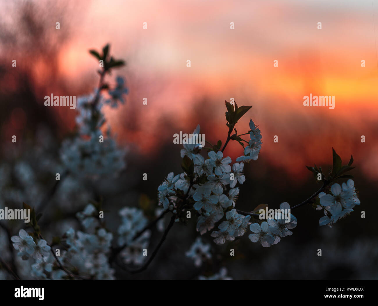 A cherry flowers bloom on the sunset sky background. A spring flowers blossom. Red Sunset evening sky. Flowers, leaves and branches. Stock Photo