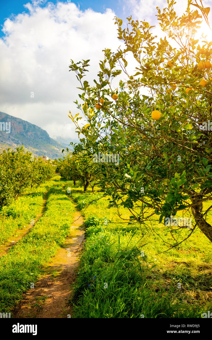 Lemon trees in a citrus grove in Sicily, Italy Stock Photo