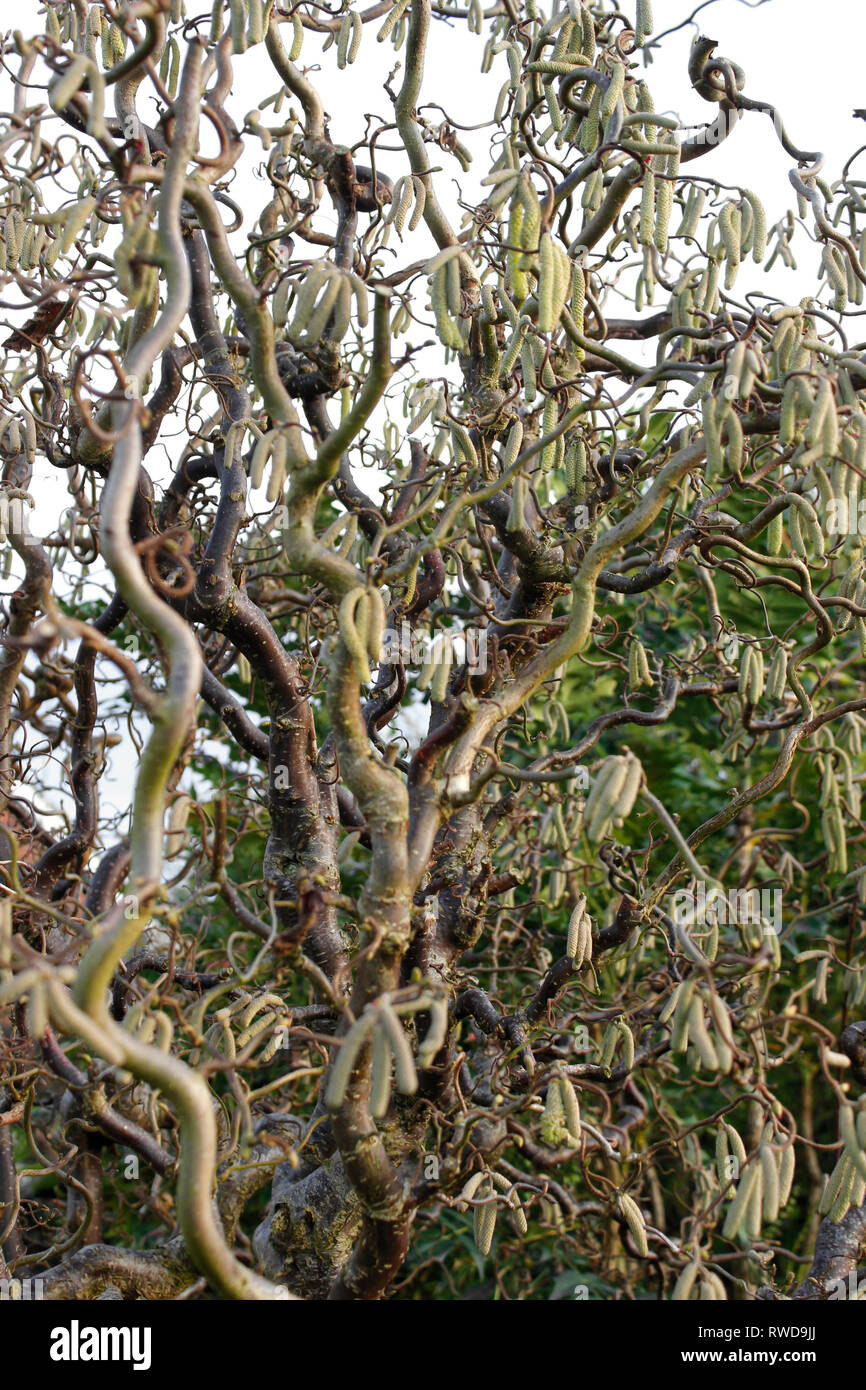 Corkscrew Hazel (Corylus avellana contorta) gnarled branches and winter