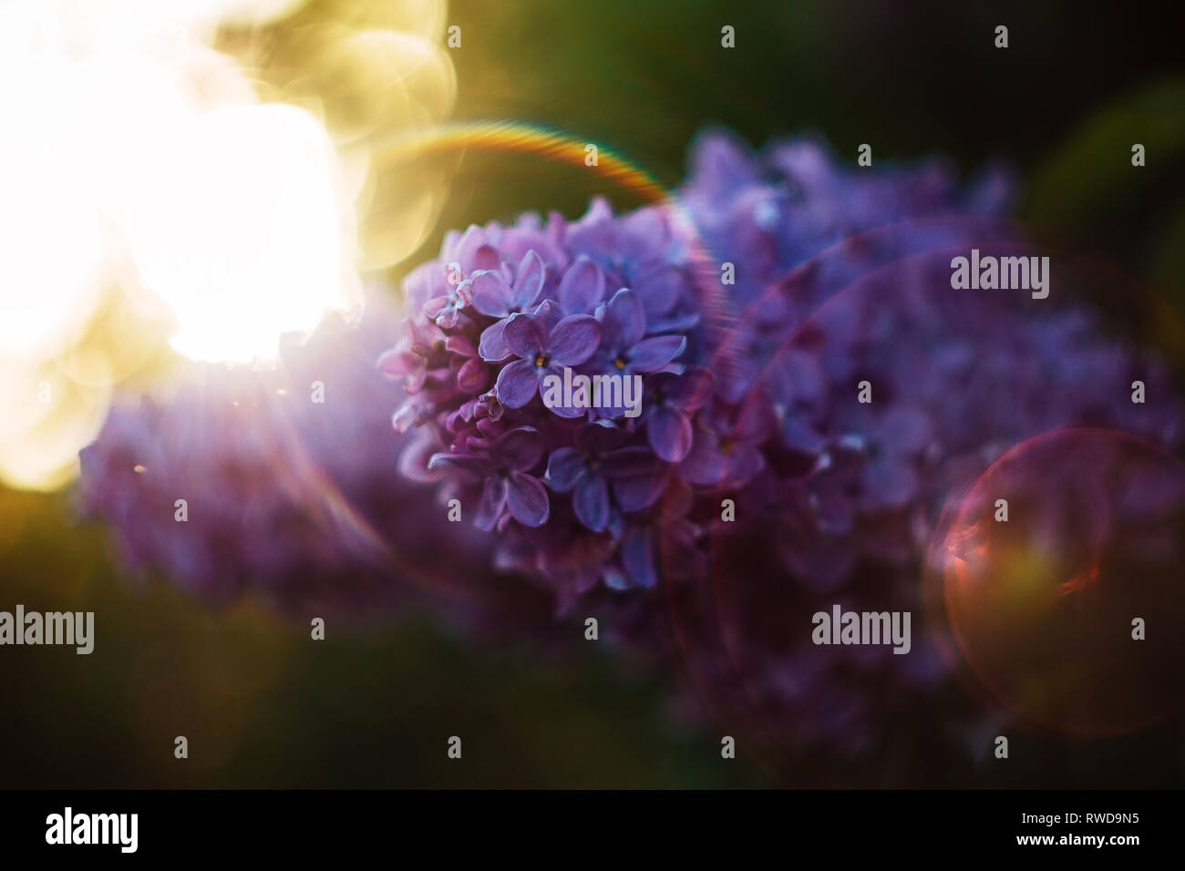 Syringa. Lilac flower branch with rainbow coloured lens flare. LIlac in sunset contoured light. Green background. Sunlight. Spring season Stock Photo