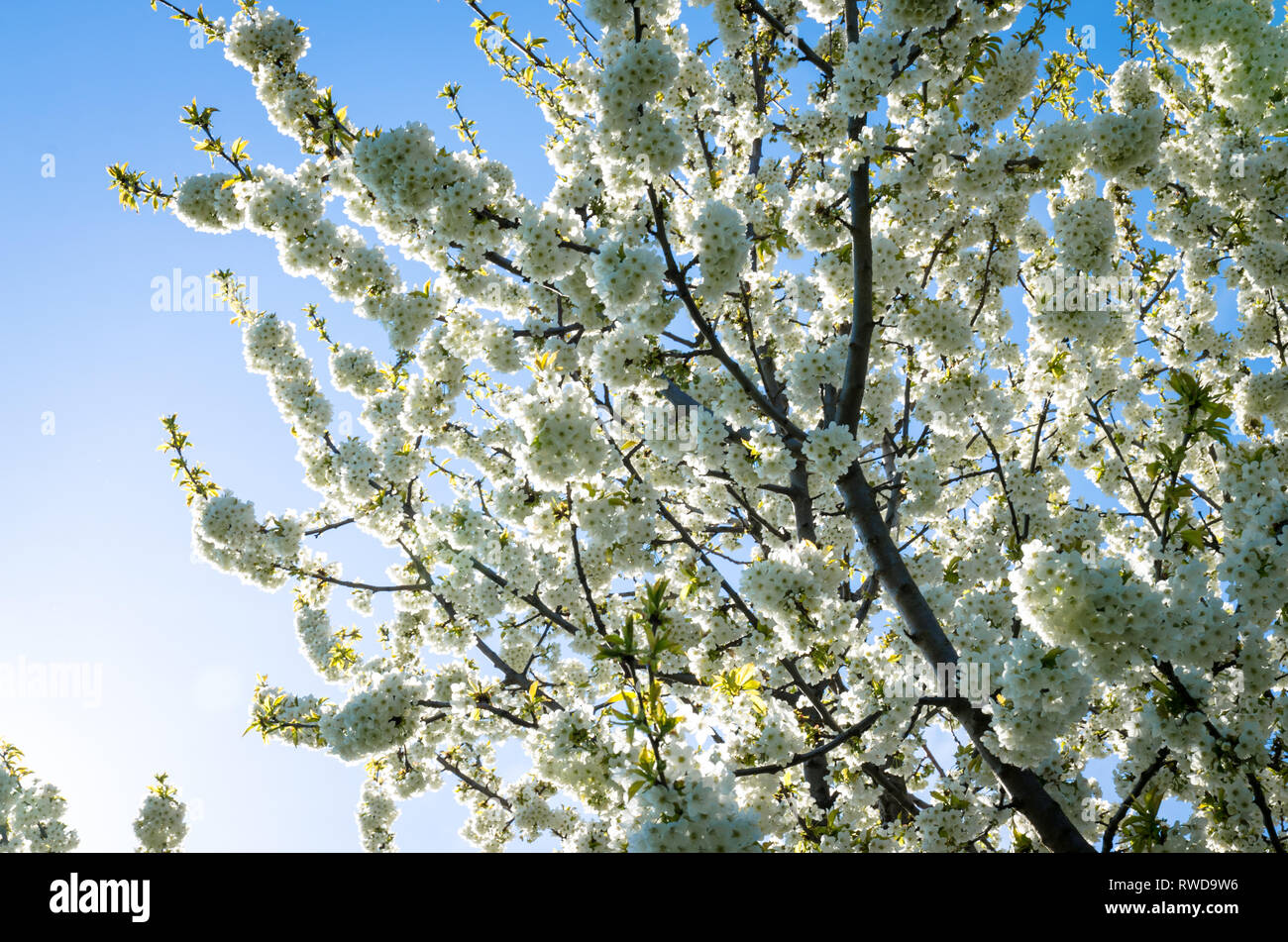 tree with blossoming white flowers in spring season Stock Photo