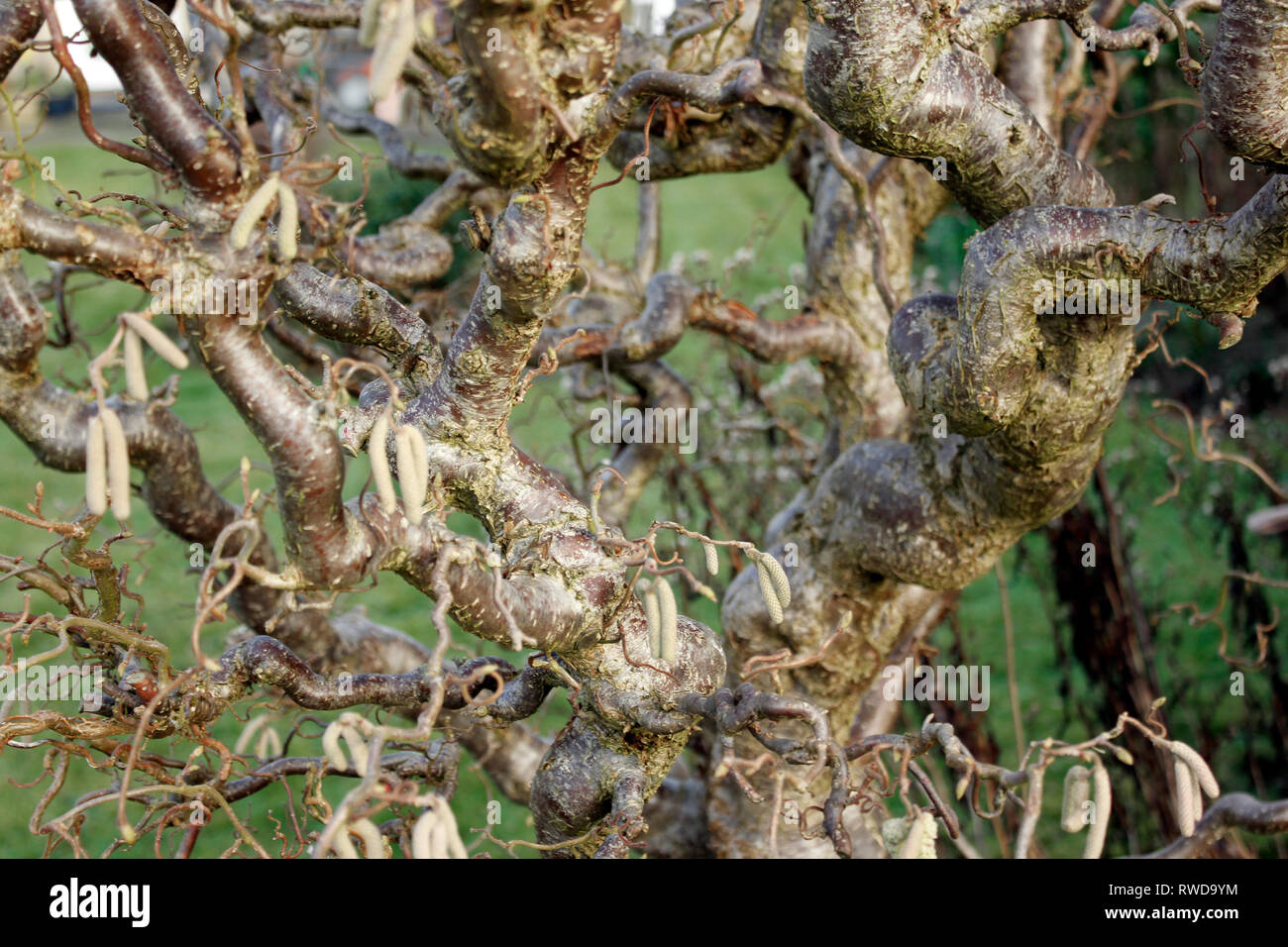 Corskcrew Hazel (Corylus avellana contorta) Gnarled and contorted boughs of a mature tree in winter Stock Photo