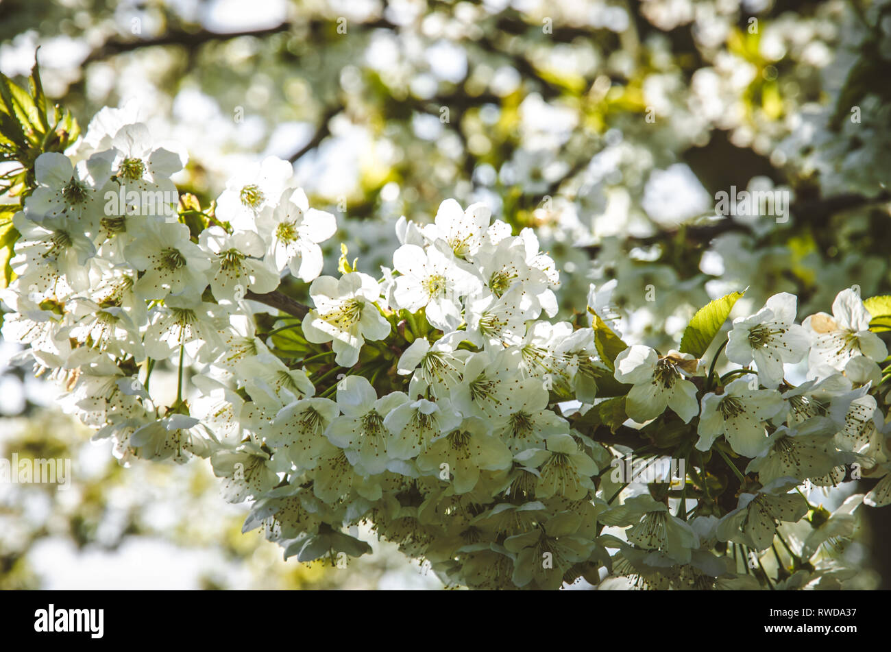 tree with blossoming white flowers in spring season Stock Photo