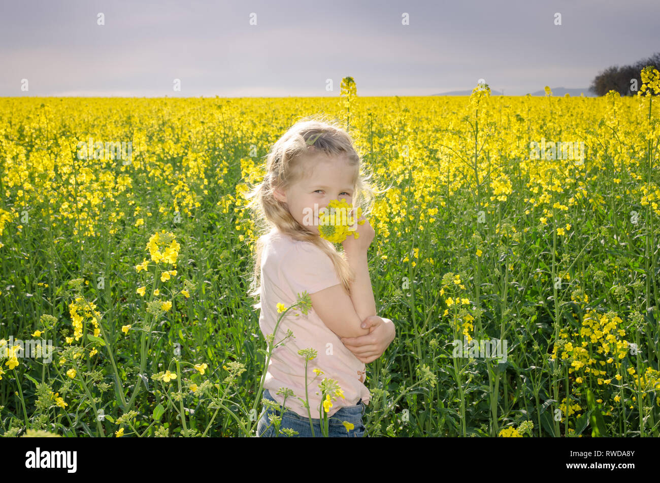 lovely blond girl in yellow agricultural rapeseed field Stock Photo - Alamy