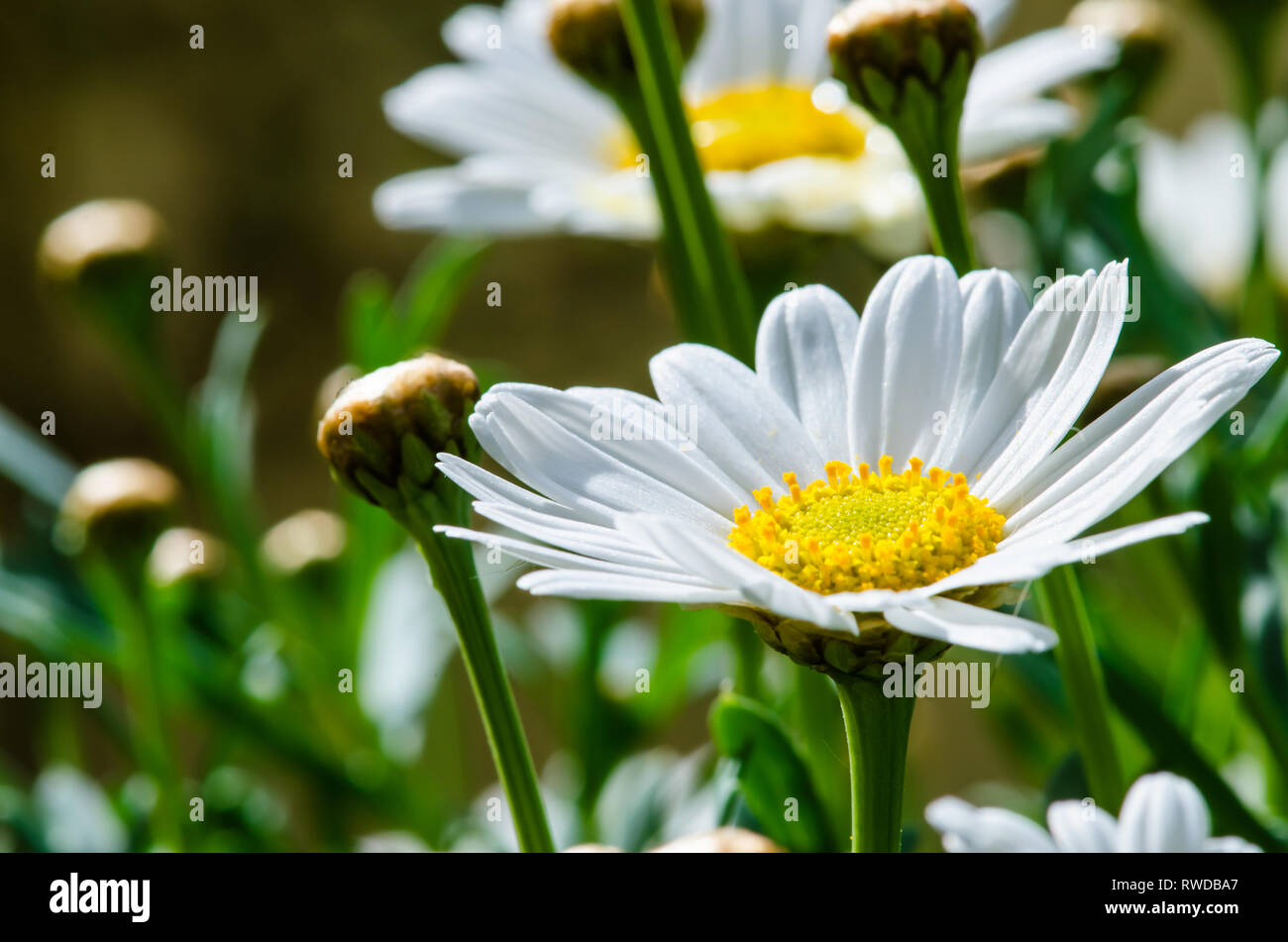 Gerbera daisy flower hi-res stock photography and images - Alamy