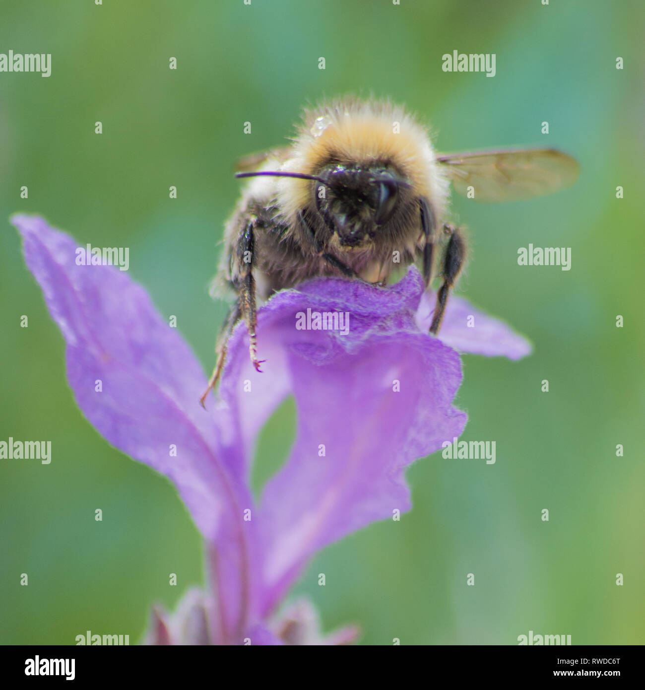 Bumble bee buzzing around and collecting nectar from flowers. Stock Photo