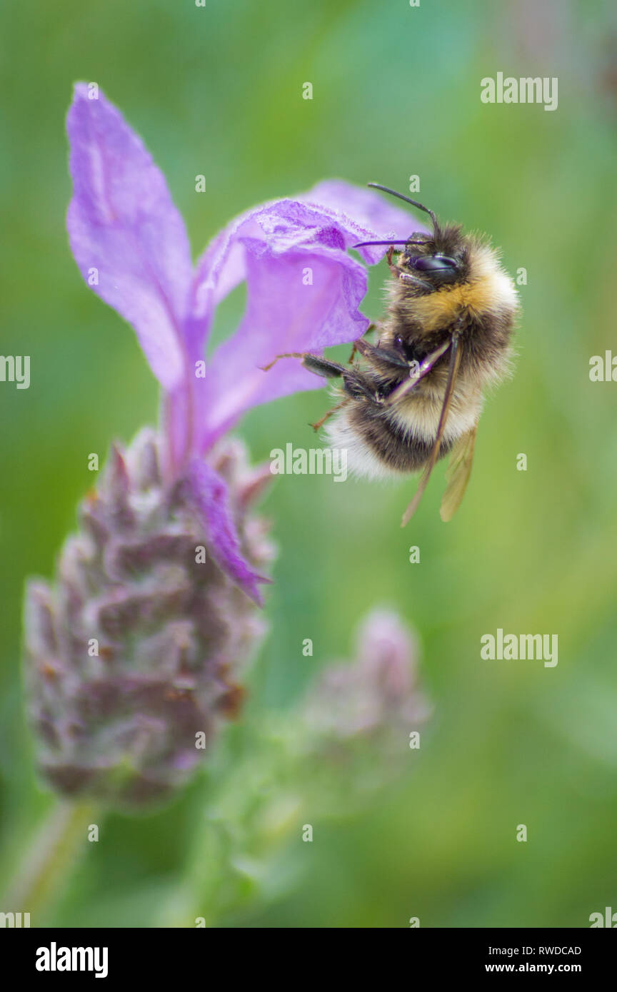 Bumble bee buzzing around and collecting nectar from flowers. Stock Photo