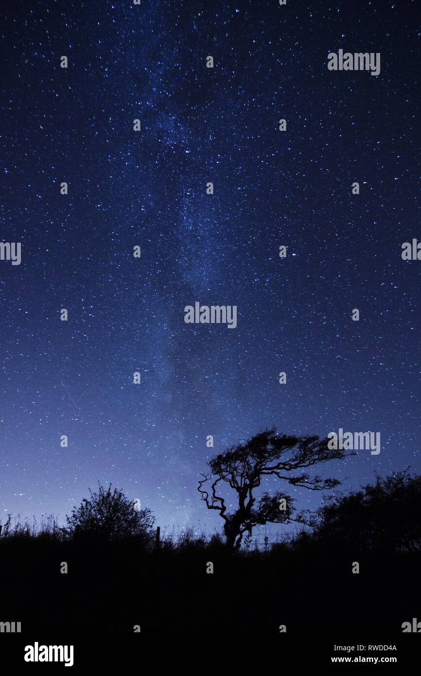 lone tree silhouette with the milky way night sky Stock Photo - Alamy