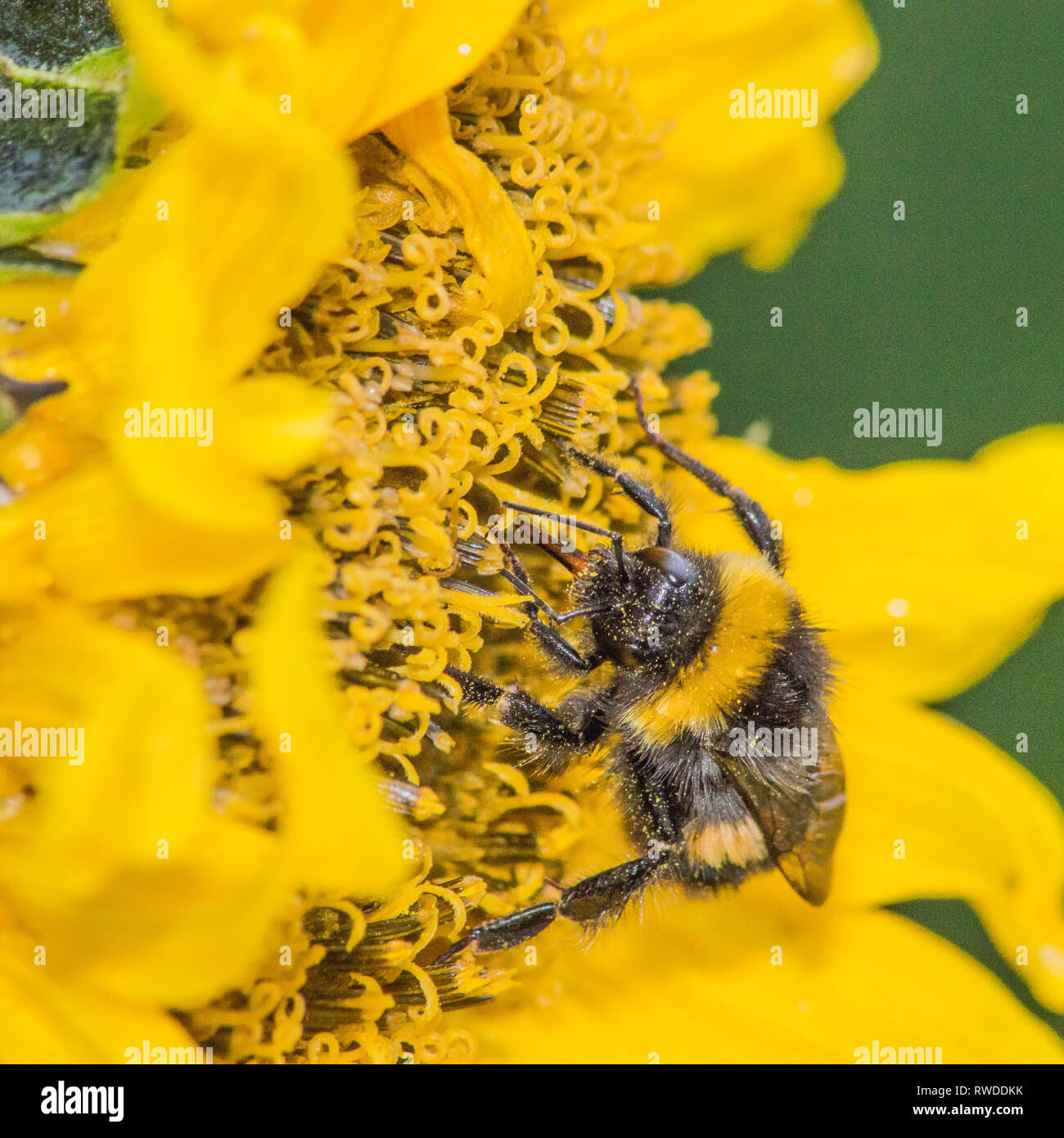 Bumble bee buzzing around and collecting nectar from flowers Stock