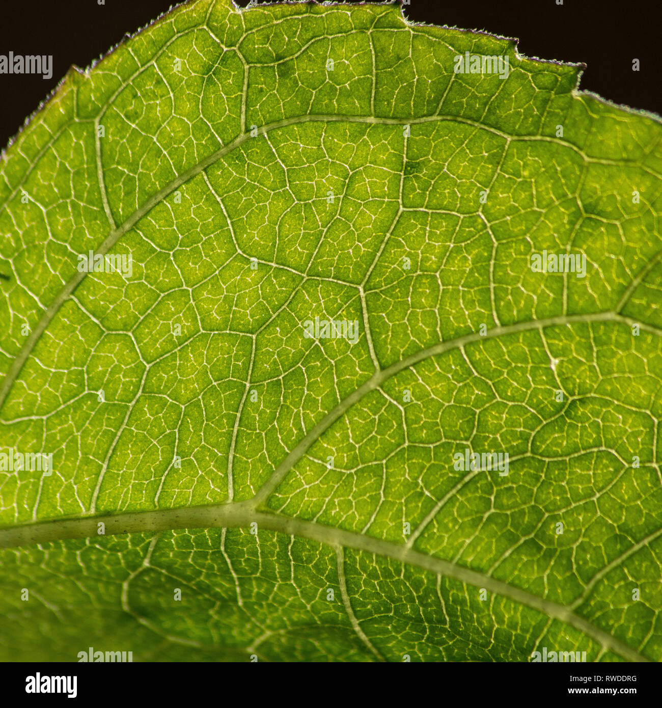 Close up up of the structure of the leaf of a sun flower plant.  As the sun is backlighting the leaf, it clearly shows the structure of the leaf with Stock Photo