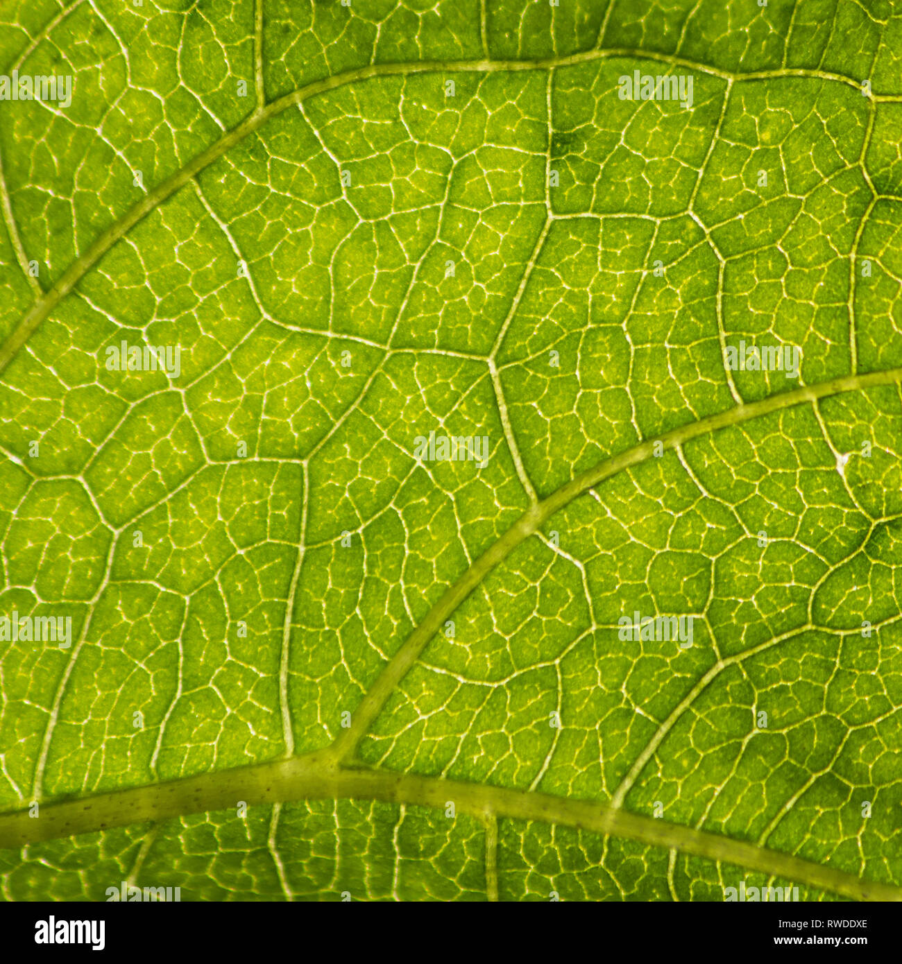 Close up up of the structure of the leaf of a sun flower plant.  As the sun is backlighting the leaf, it clearly shows the structure of the leaf with Stock Photo