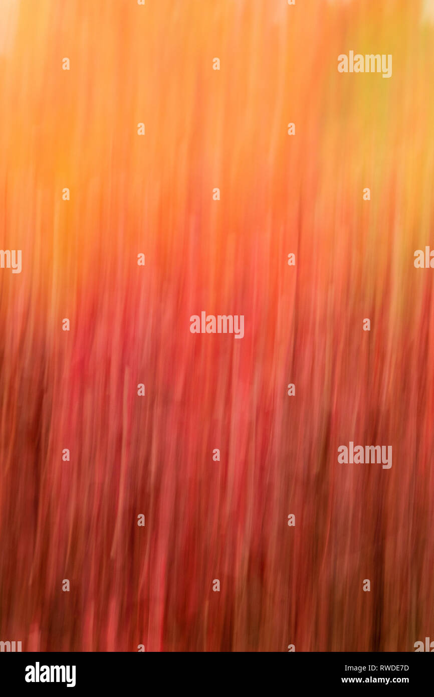 Abstract of Fall Tree Foliage Stock Photo