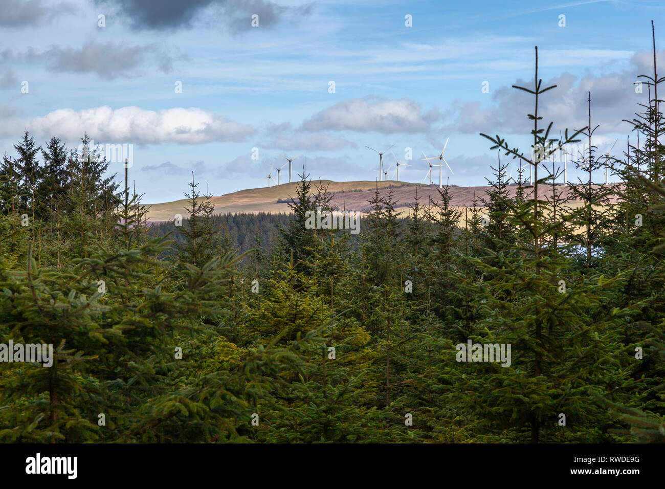 Clocaenog windfarm viewed through the trees of Alwen forest near Llyn ...