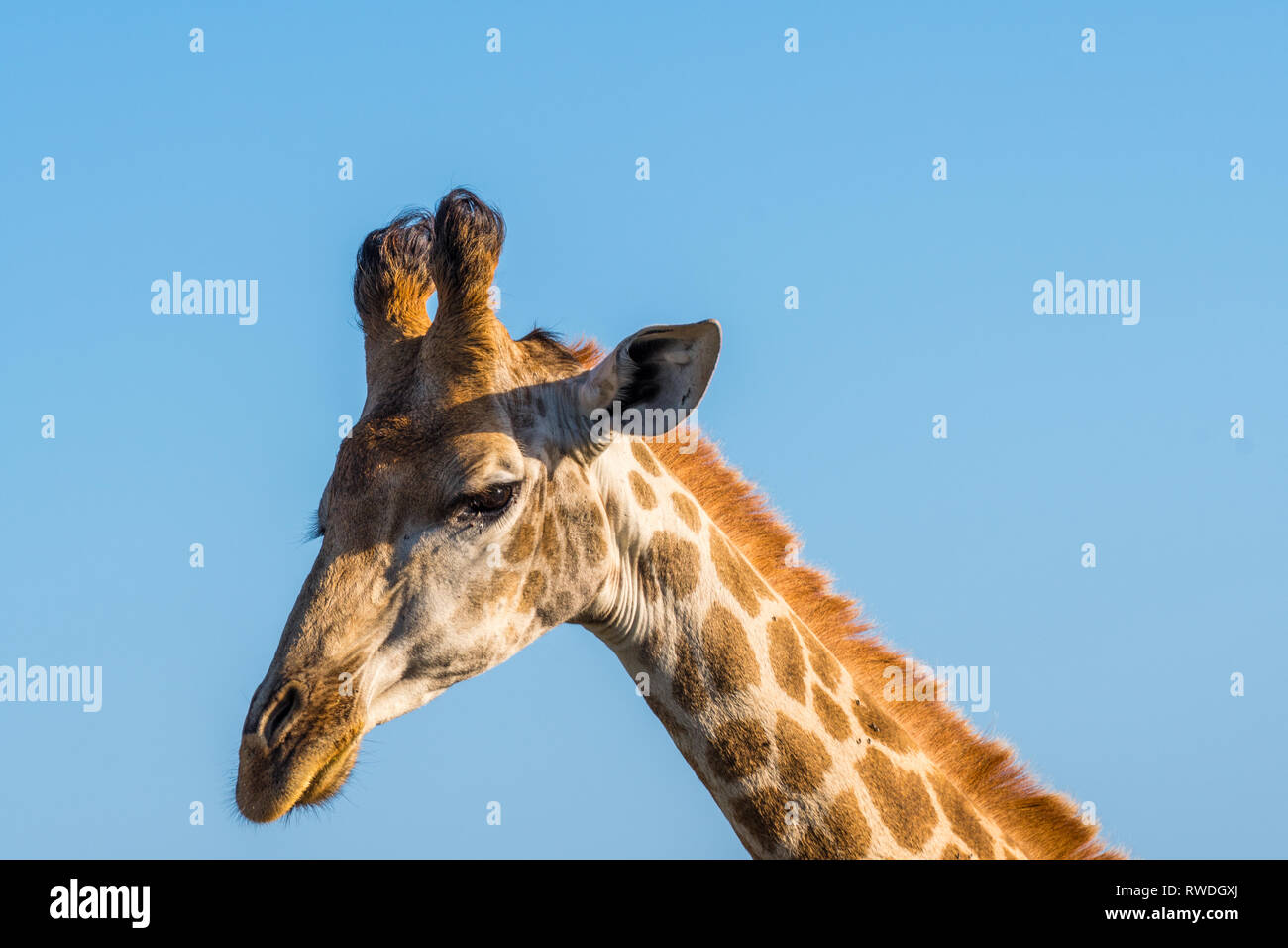 portrait from a beautiful giraffe Stock Photo - Alamy