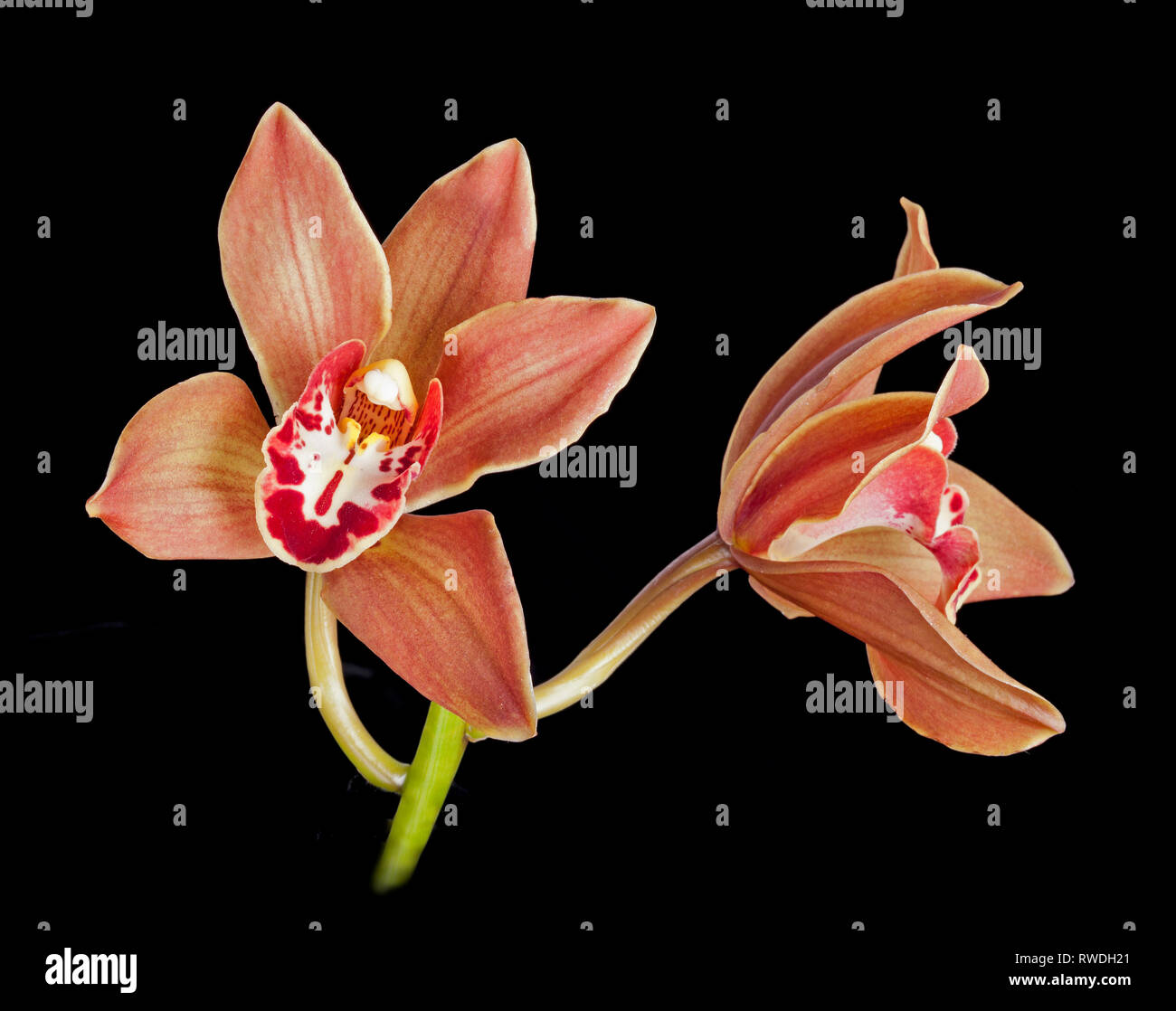 Cymbidium orchids, cool growing orchids with grass-like leaves from the Himalayas. Stock Photo