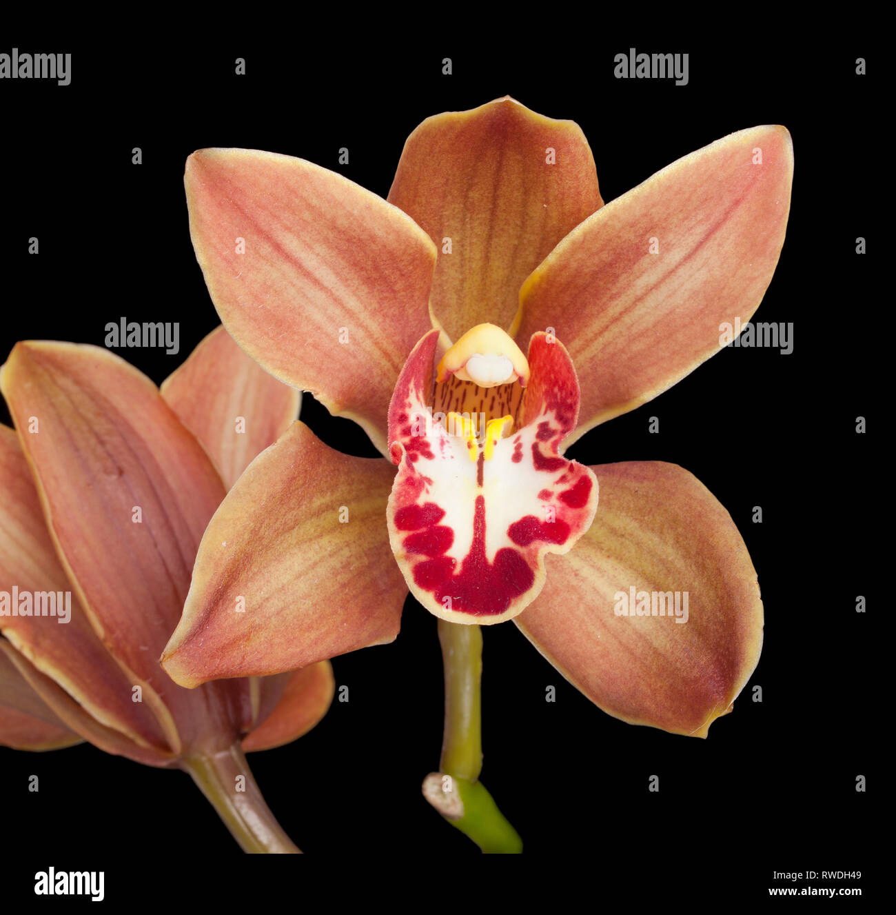 Cymbidium orchids, cool growing orchids with grass-like leaves from the Himalayas. Stock Photo