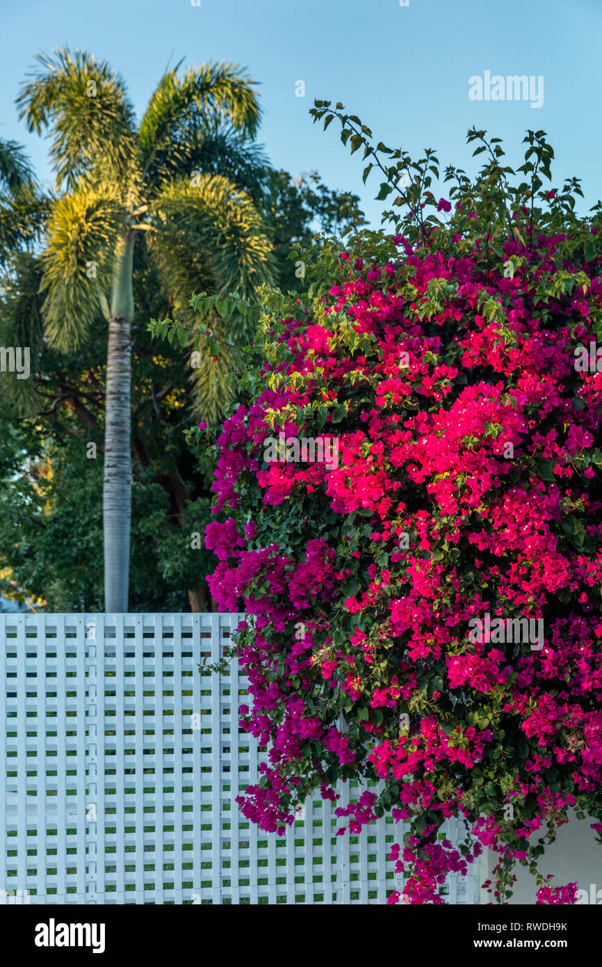 Bougainvillea along a lattice fence line in Naples, Florida, USA Stock Photo