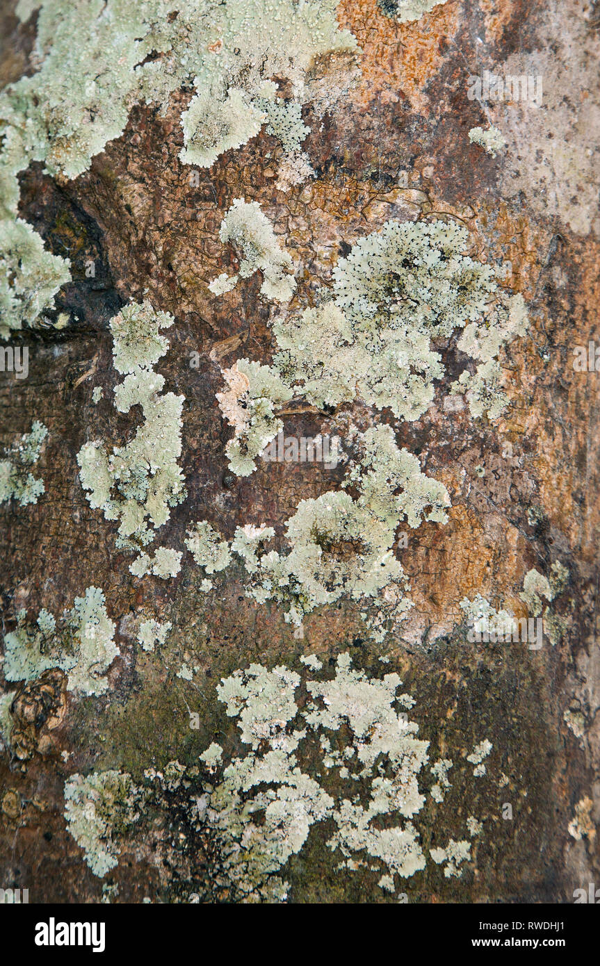 Foliose lichen type, growing on tree bark, Krabi, Thailand Stock Photo