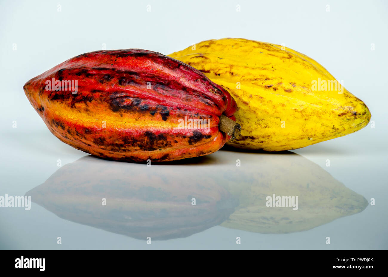 Large ripe  cacao pods isolated on white background. Stock Photo