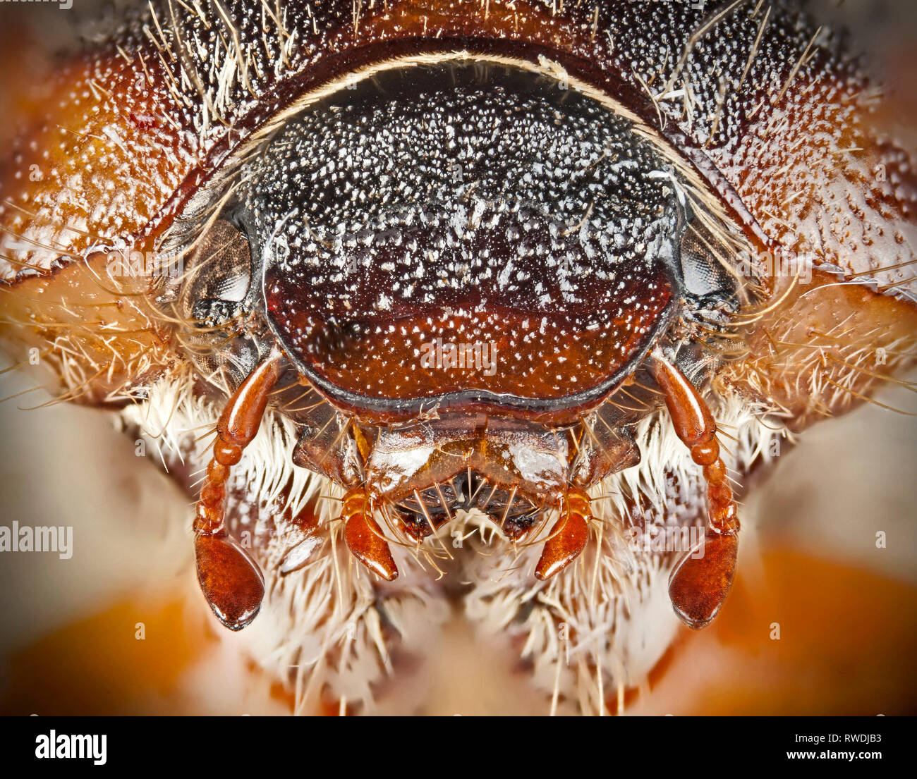 High macro image showing head of Amphimallon solstitiale, or summer chafer or European June beetle Stock Photo