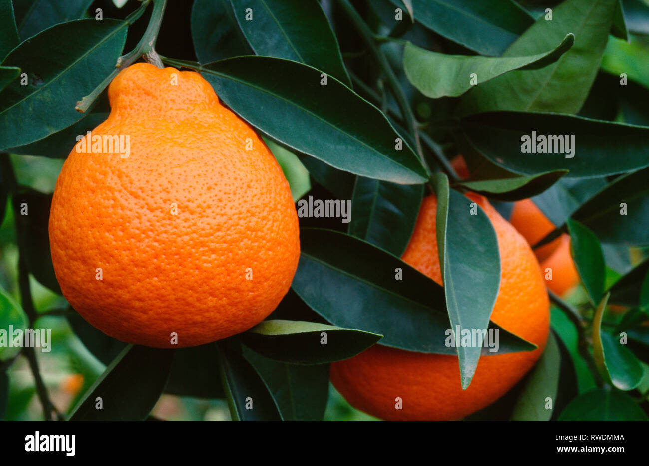 Tangelo fruit hires stock photography and images Alamy