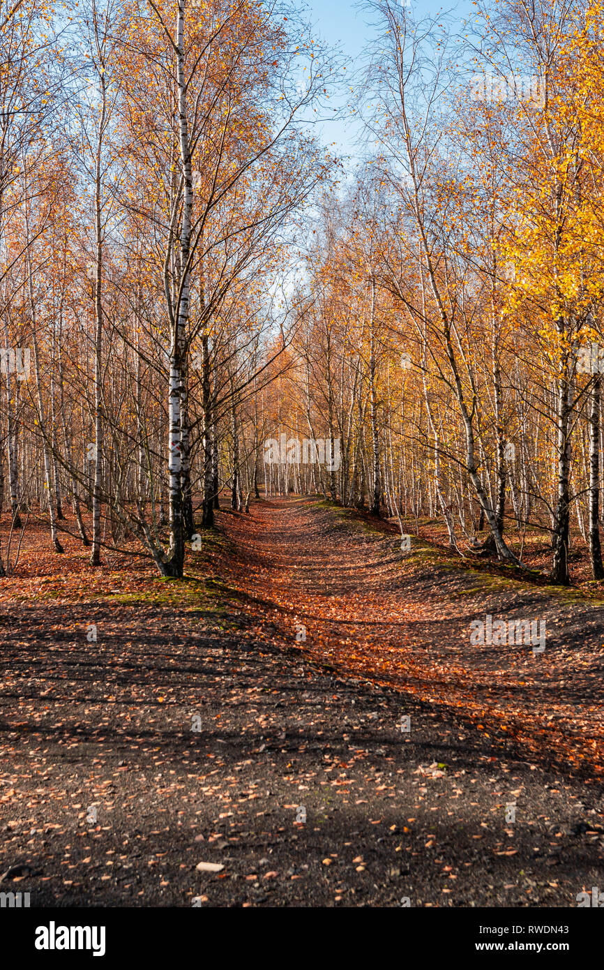 Nature and landscape concept: view of birch forest in autumn time Stock ...
