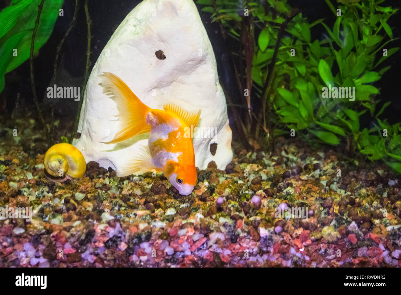 Goldfish in freshwater aquarium with green beautiful planted tropical Stock Photo
