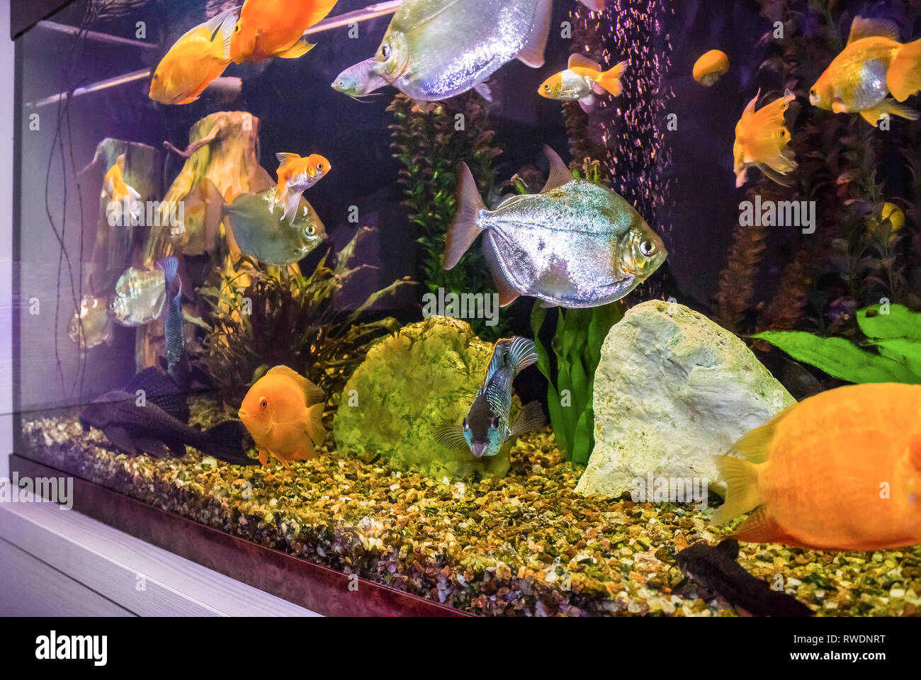 Freshwater Tropical Fish Aquarium