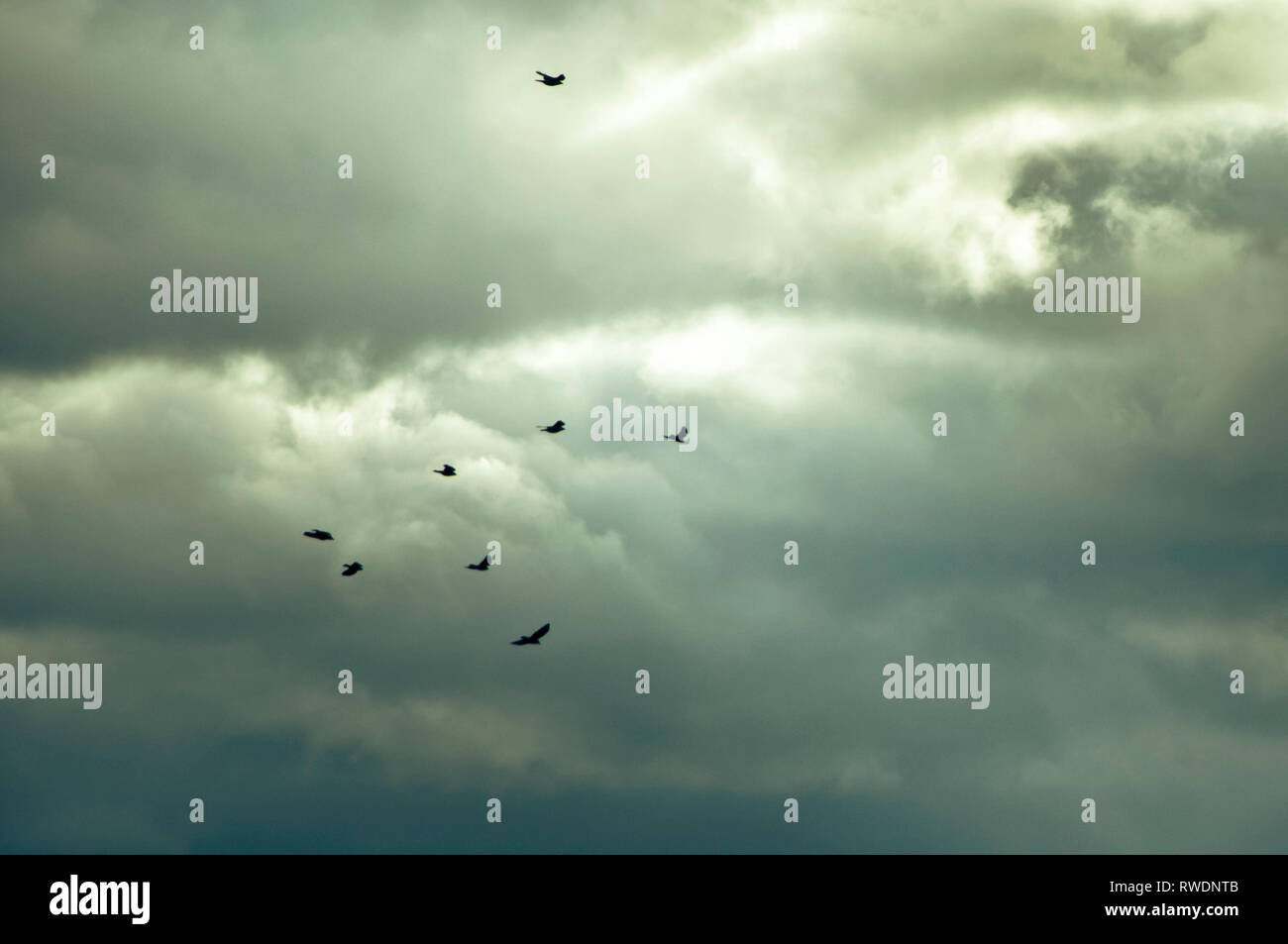 dramatic sky and flock of birds - image for book cover Stock Photo