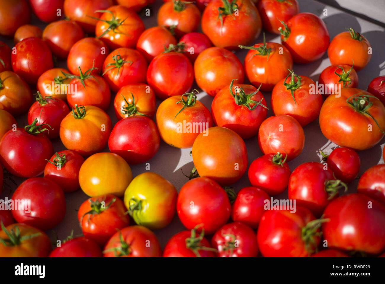 Bushel of tomatoes hires stock photography and images Alamy