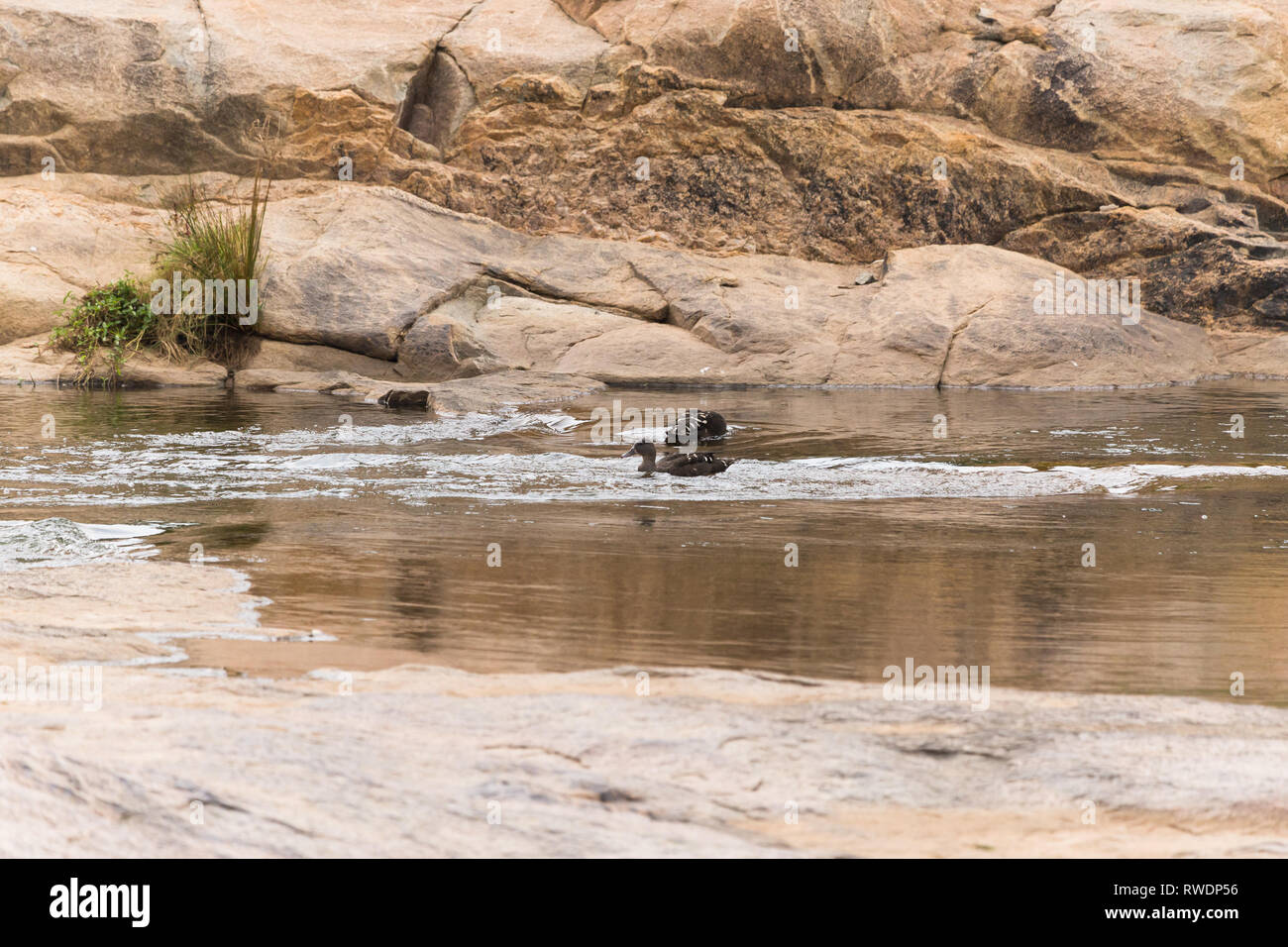 wallpaper of two ducks floating or swimming in the water of a river which is peaceful and gently flowing over some rocks with ripples and reflections Stock Photo