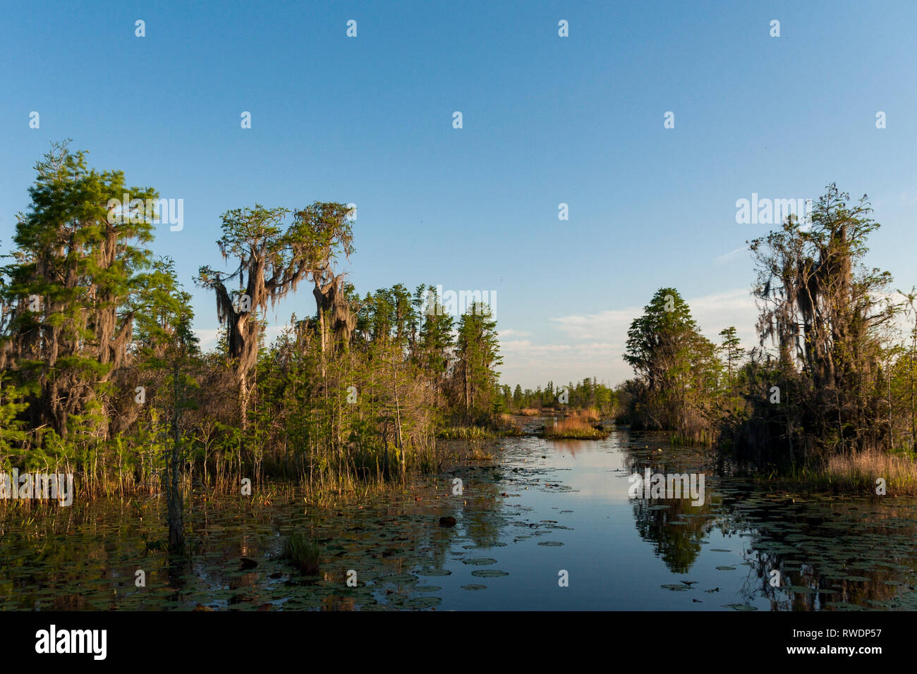 Okefenokee swamp florida hi-res stock photography and images - Alamy