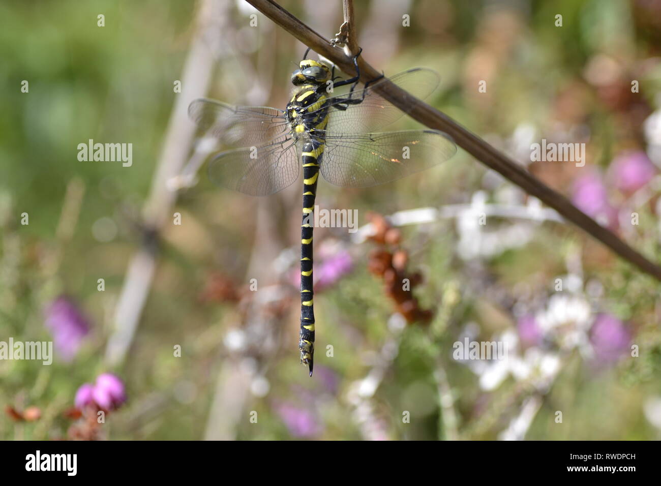 yellow and black dragonfly perched on a branch Stock Photo - Alamy