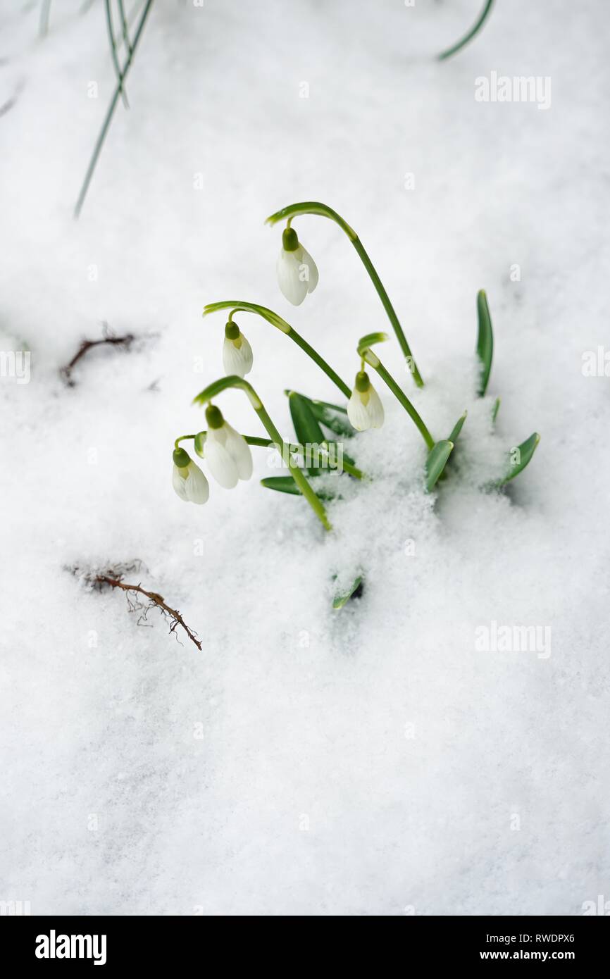 Tiny white snowdrop galanthus flowers in bloom emerge through the ground and snow in winter Stock Photo