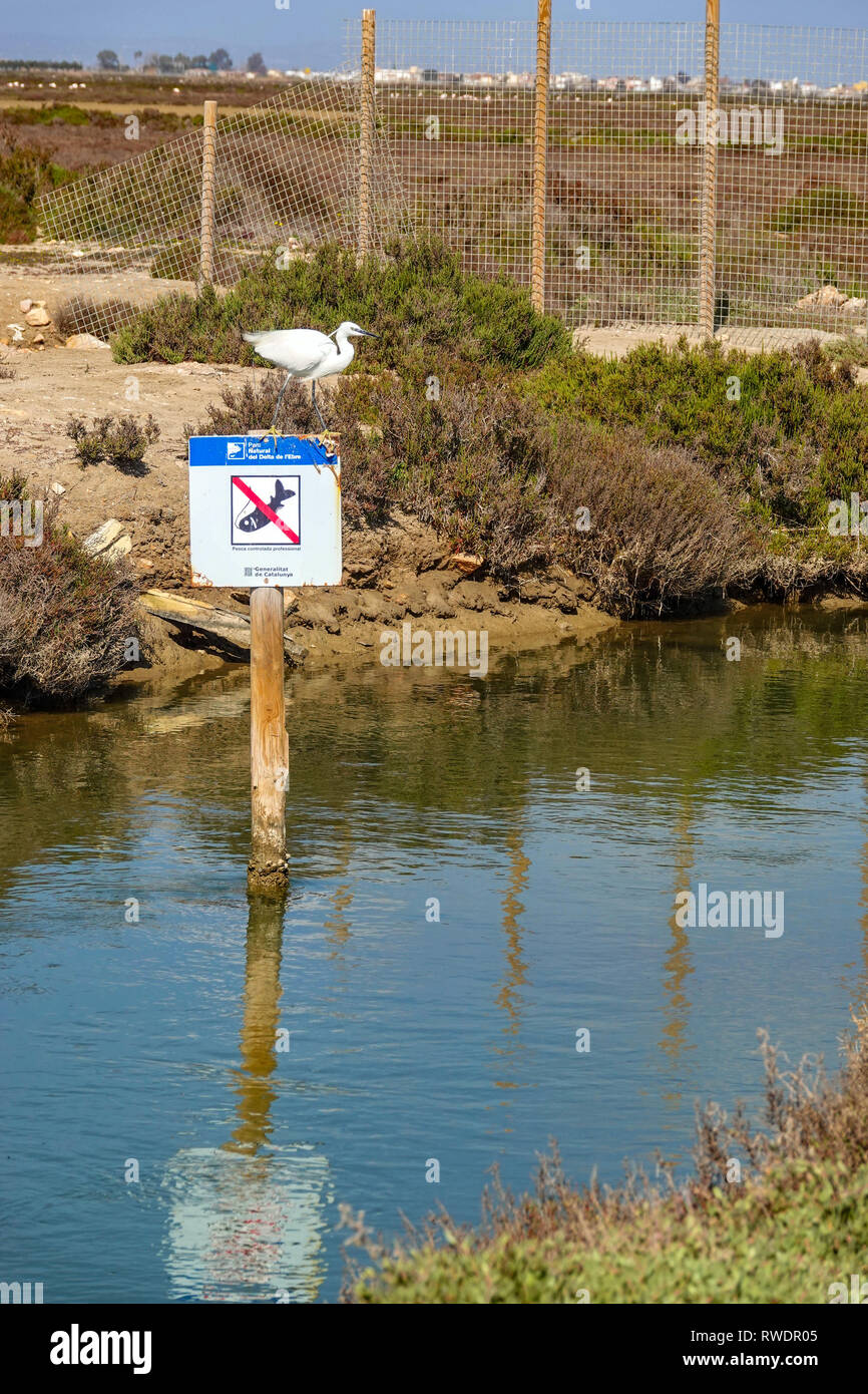 White Little Egret sitting on No Fishing sign, Ebro Delta, Spain Stock Photo
