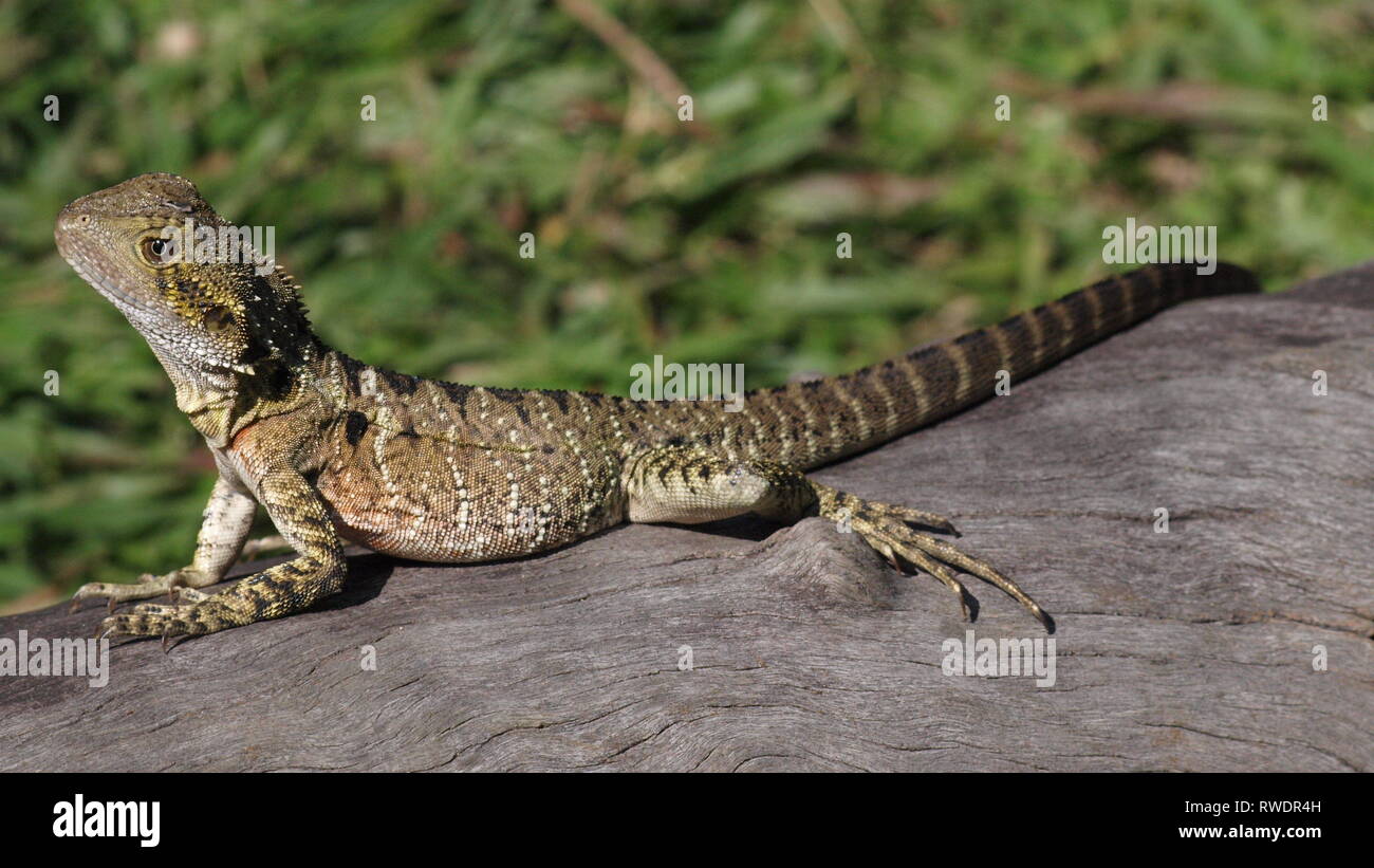 Australian Lizard on wood Stock Photo Alamy