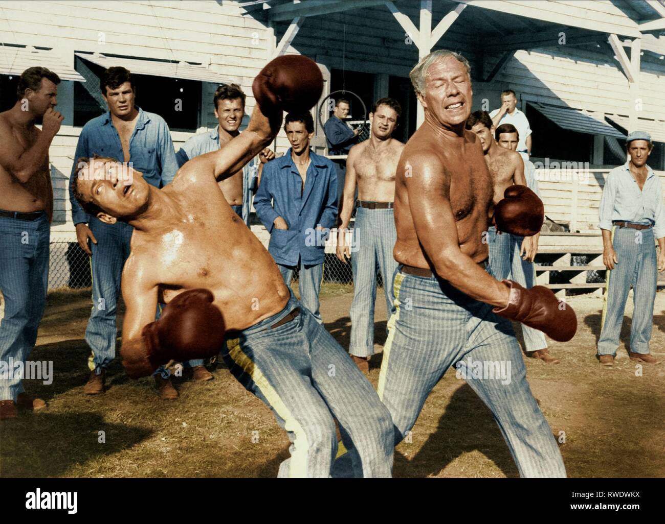 NEWMAN,KENNEDY, COOL HAND LUKE, 1967 Stock Photo