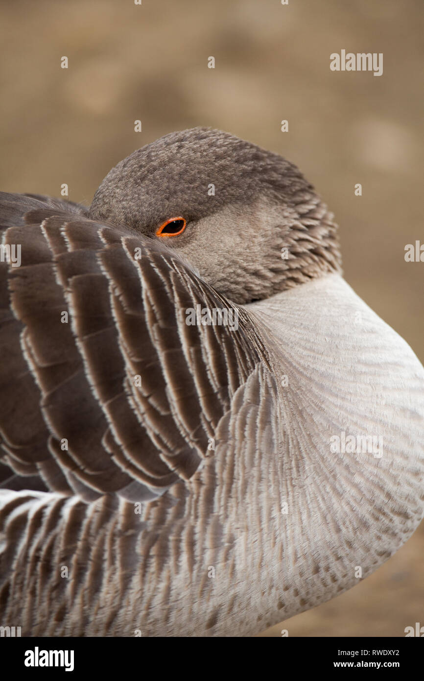 Western Greylag Goose (Anser anser). Resting on land. One eye partially open. Head down, bill thrust between the wings, breathing in own body warmed air. Reducing the exposed body surface to bitterly cold winter weather. Stock Photo