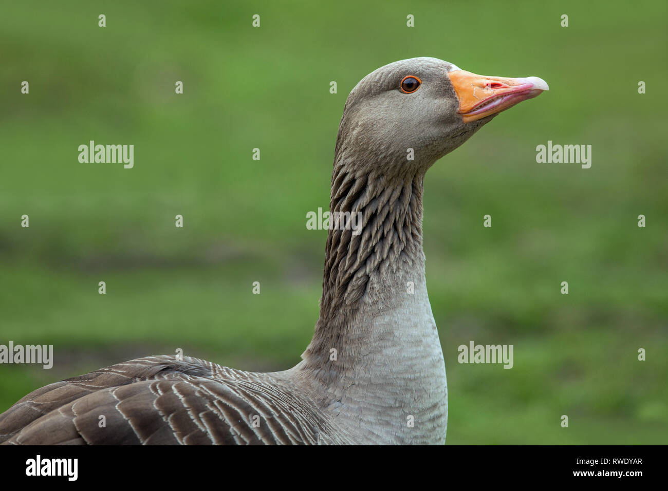​Western Greylag Goose (Anser anser). Head up, cautionary, mild threat. Side view showing orange bill colour and eye lid ring. Striated, furrowed, grooved,  neck feathers. Vibrated showing disposition towards others. Stock Photo