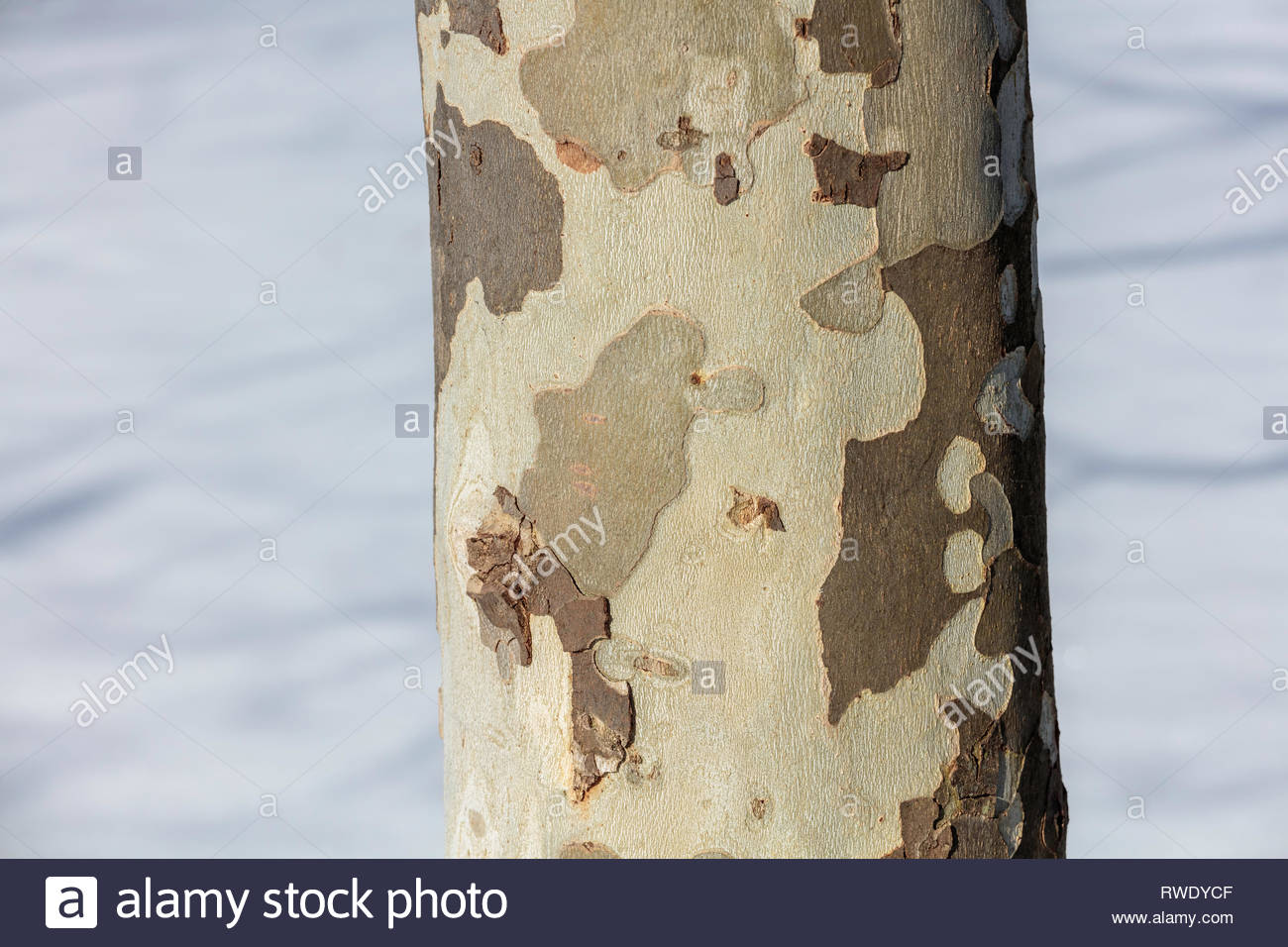 Platanus Bark High Resolution Stock Photography and Images Alamy
