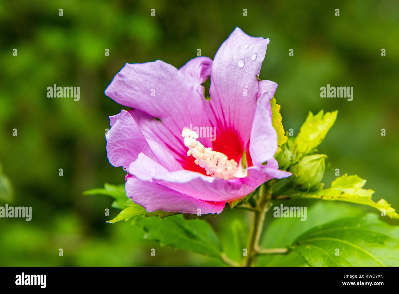 A beautiful pink Rose-mallow in bloom with droplets of water on a leafy stem in front of green foliage. Stock Photo