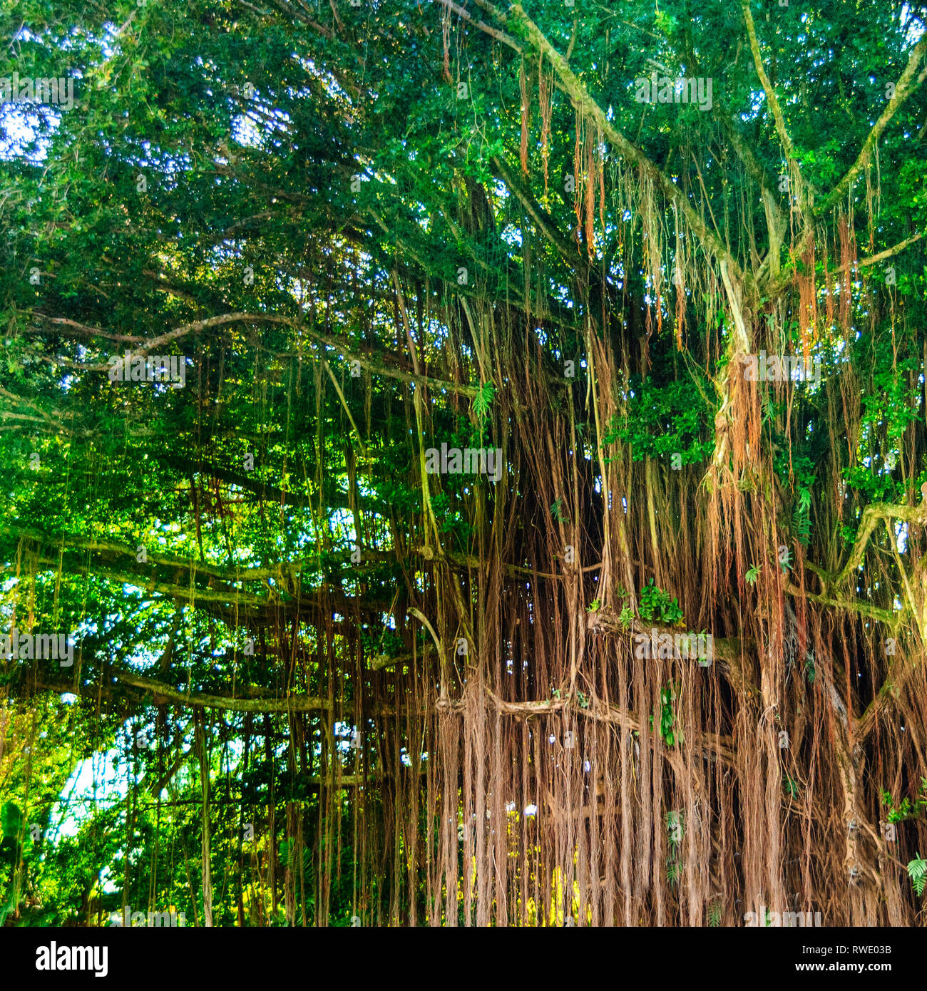 Beautiful Banyan Tree at Hilo Harbor Hawaii Stock Photo