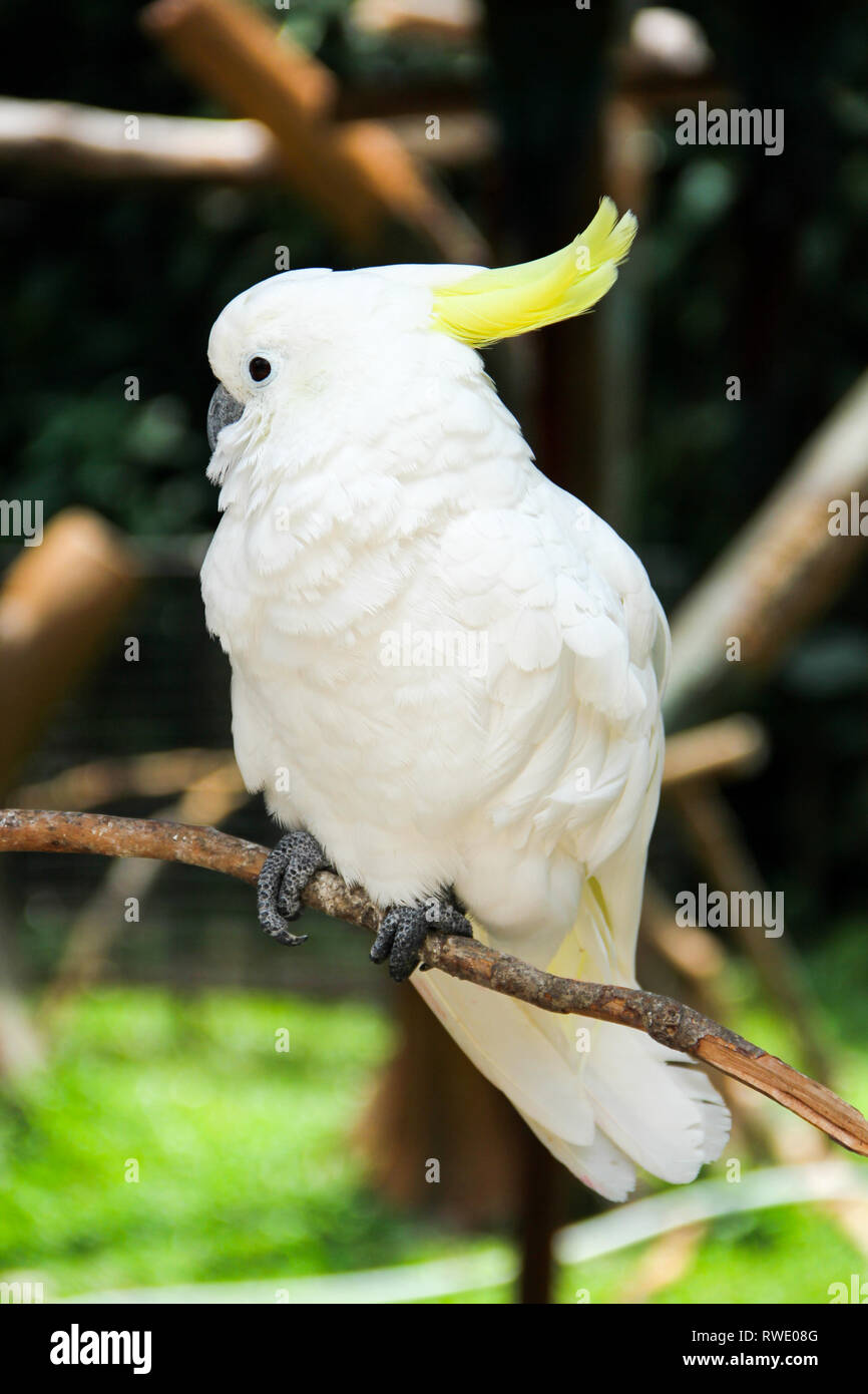 beautiful birds (yellow crested cockatoo) perched on the branch ...