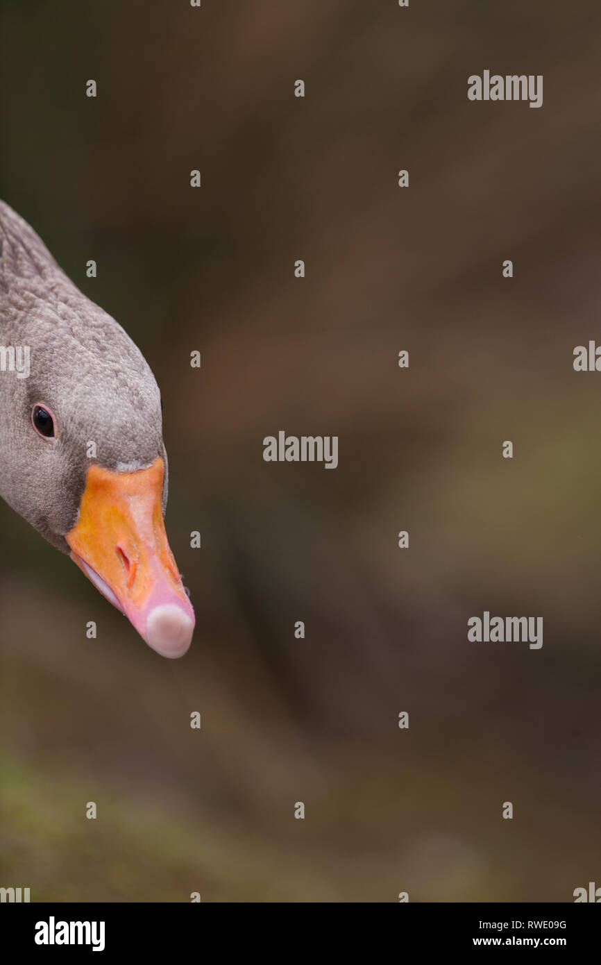 Western Greylag Goose (Anser anser). Head down, a cautionary, mild threat position. Dorsal view showing orange bill colour and eye lid ring. Close up. Stock Photo