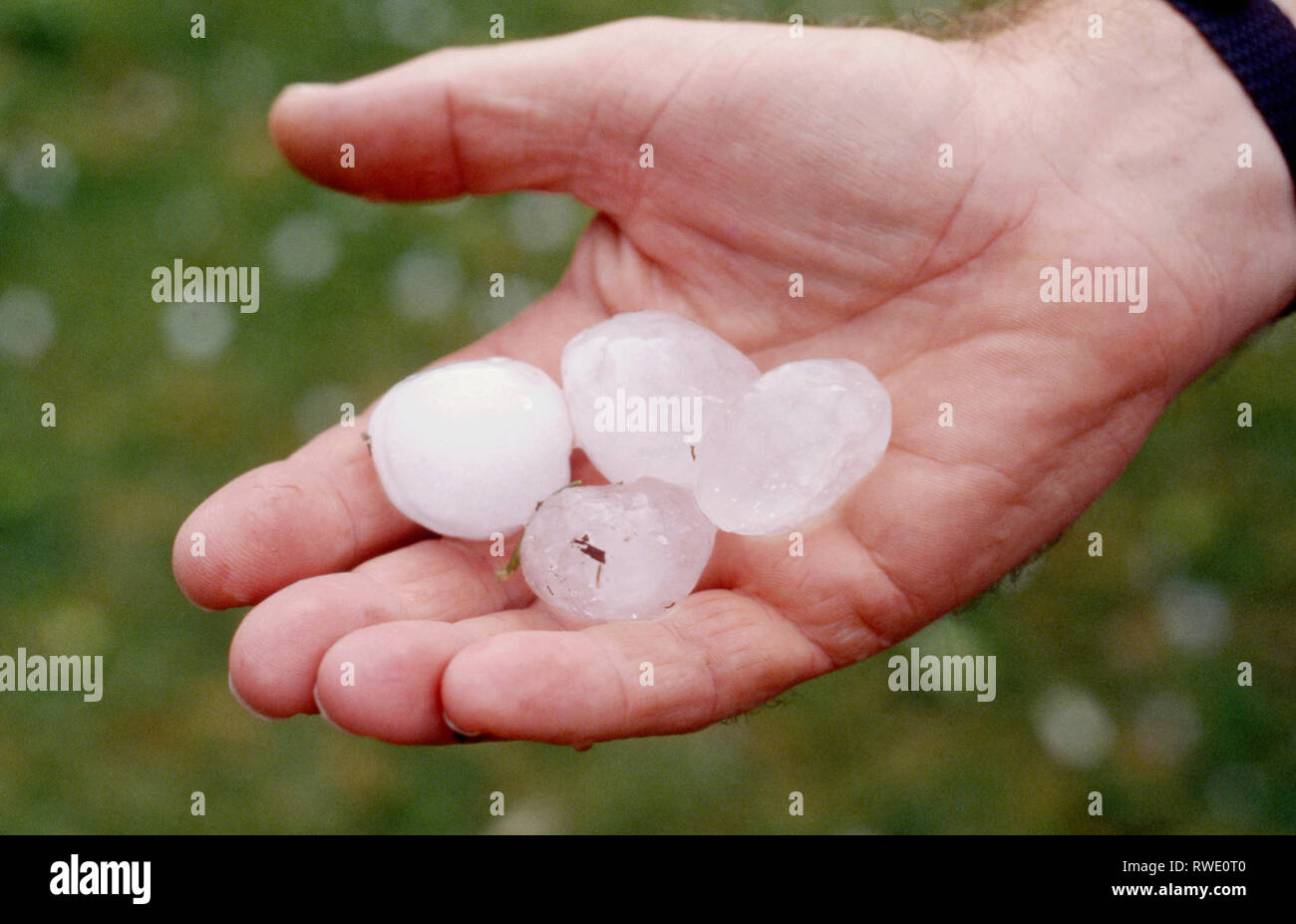 MANS HAND HOLDING LARGE HAIL STONES FROM RECENT STORMS, NEW SOUTH WALES, AUSTRALIA. Stock Photo