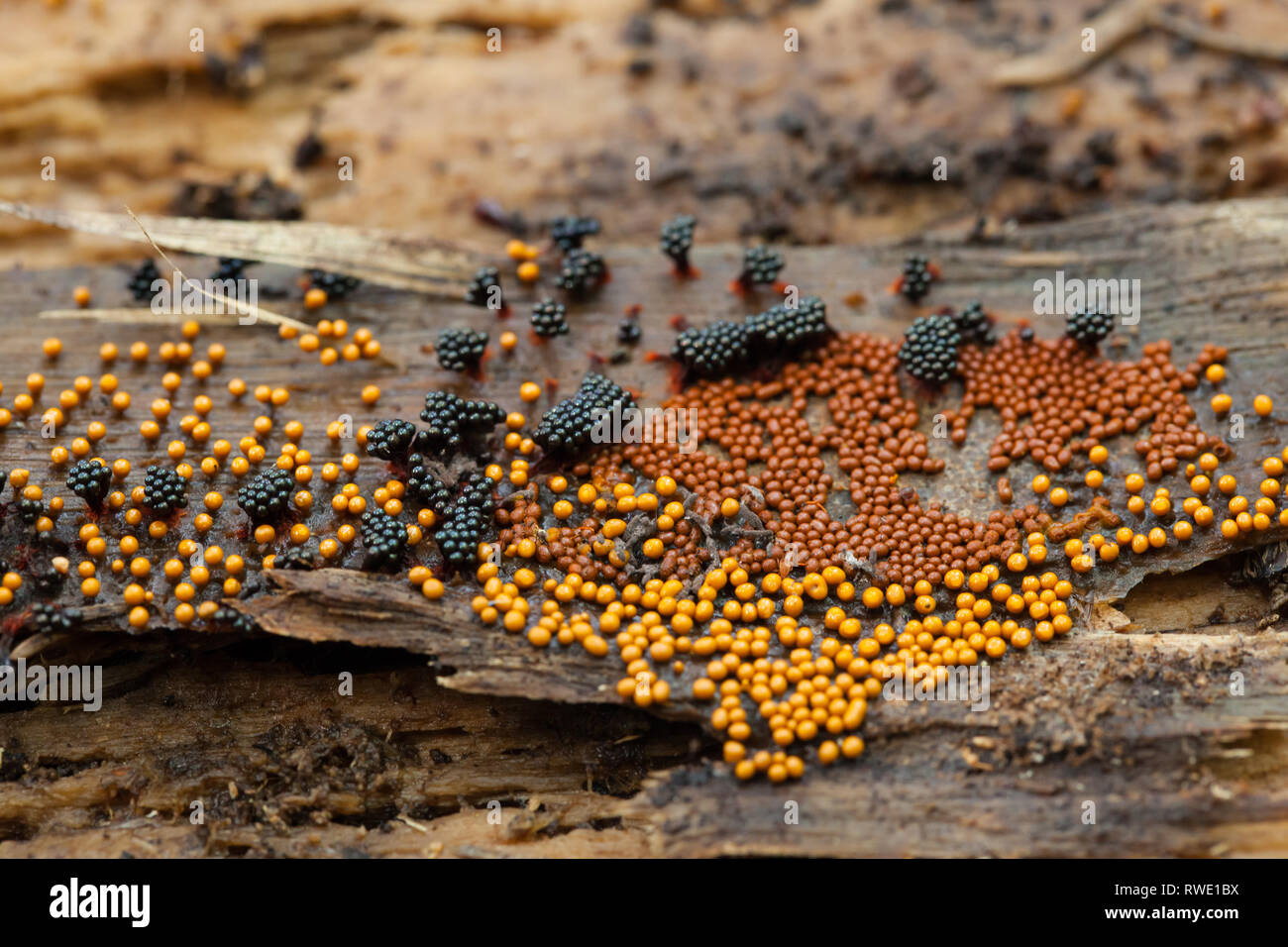 Different species of slime mold on rotten tree trunk Stock Photo