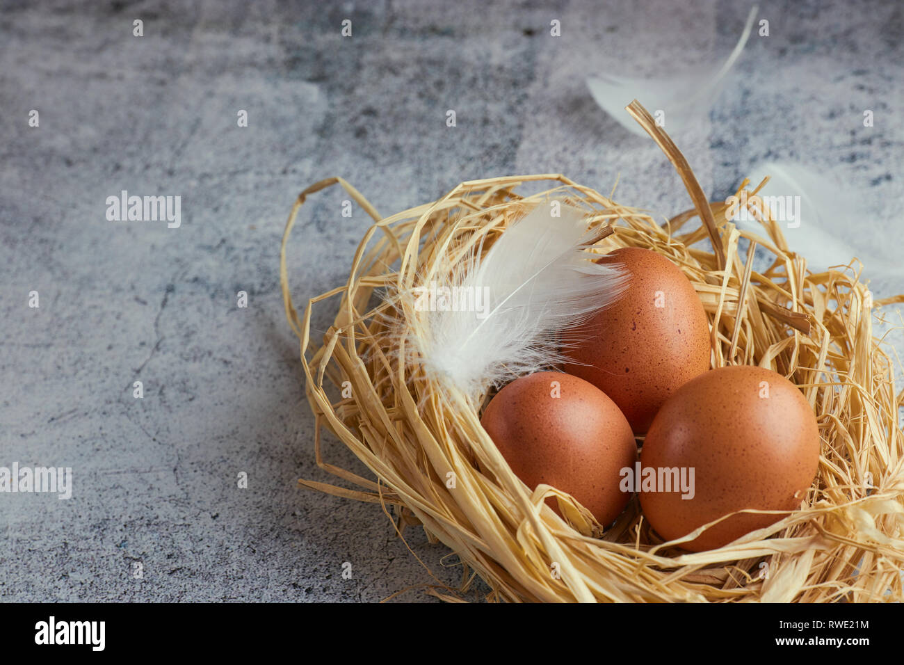 Brown chicken eggs with white feathers in hay nest on light concrete ...