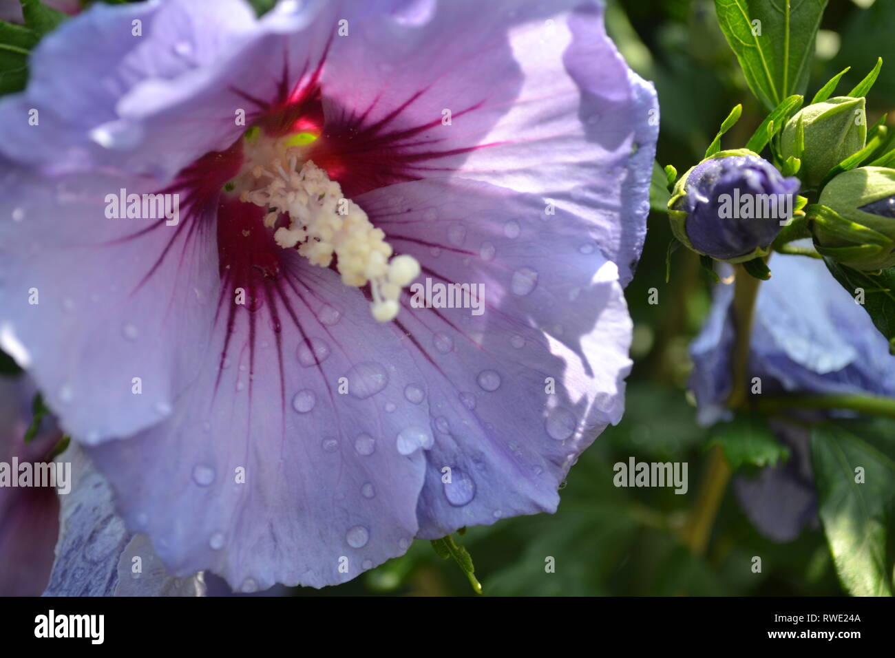 Purple Flower Beauty Stock Photo